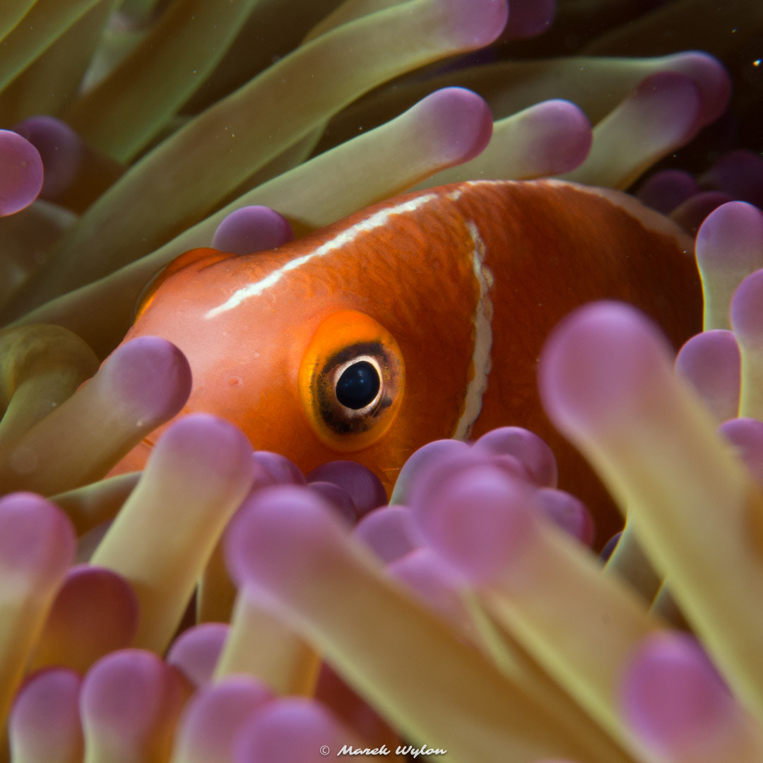 Nikon AF-S Micro-Nikkor 60mm F2.8G ED sample photo. Pink anemonefish | fiji | 2014.10.31 photography