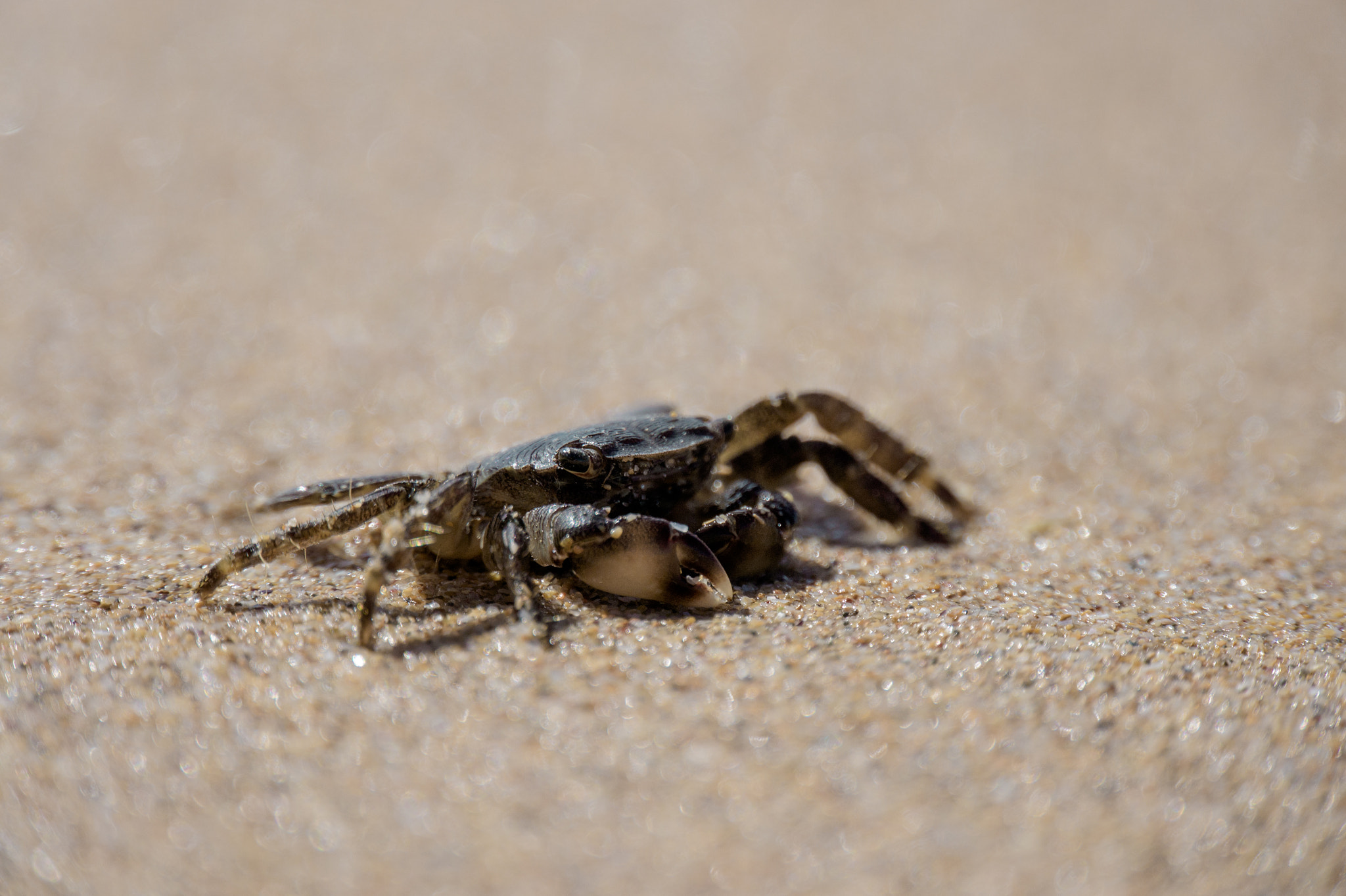 Sony Alpha NEX-5 + Sony E 18-200mm F3.5-6.3 OSS sample photo. Crab on sand photography