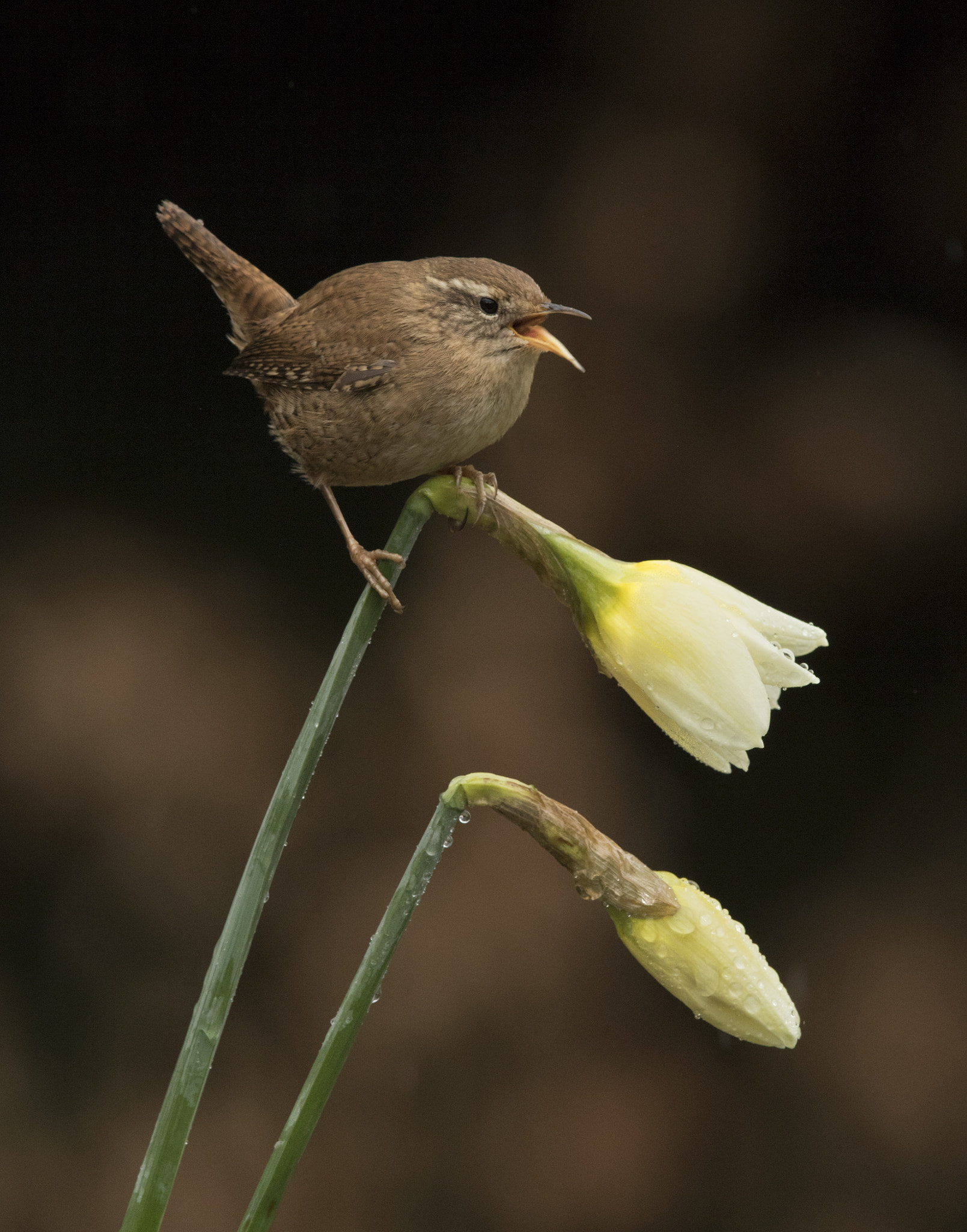 Canon EF 300mm F2.8L IS USM sample photo. Spring wren in song photography