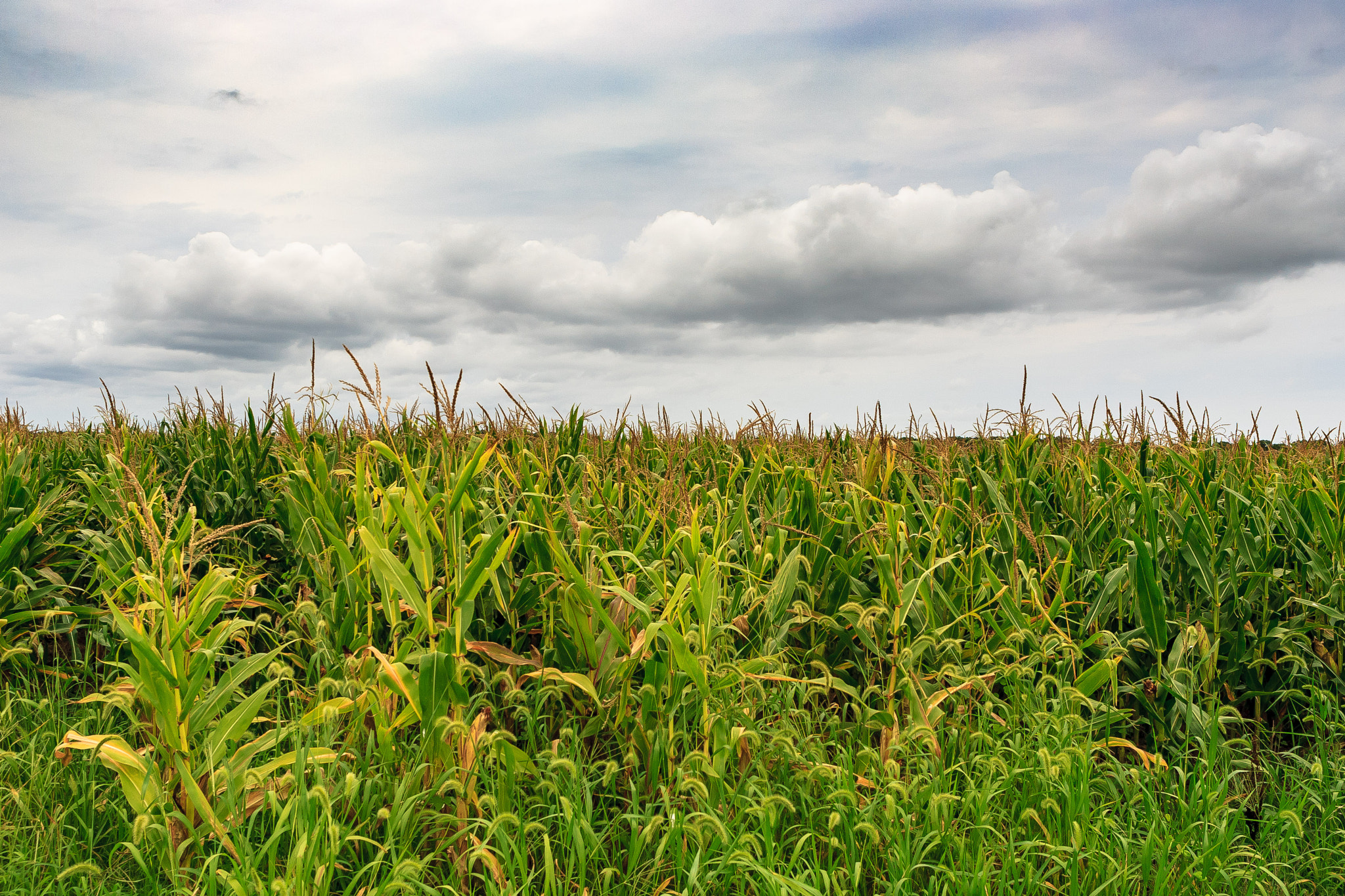 Canon EOS-1D Mark II sample photo. Corn photography