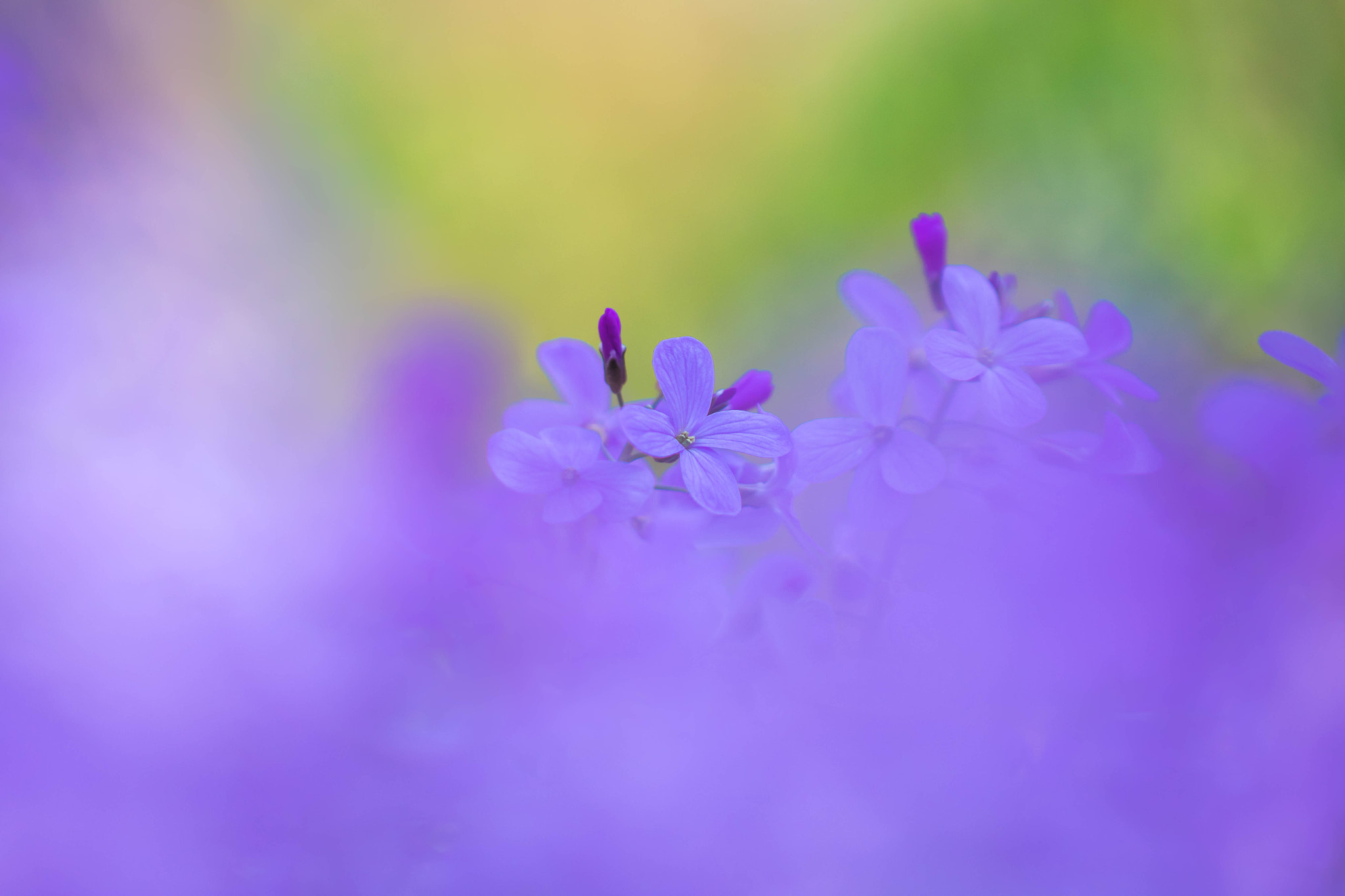 Canon EF 100mm F2.8L Macro IS USM sample photo. A blue dream photography