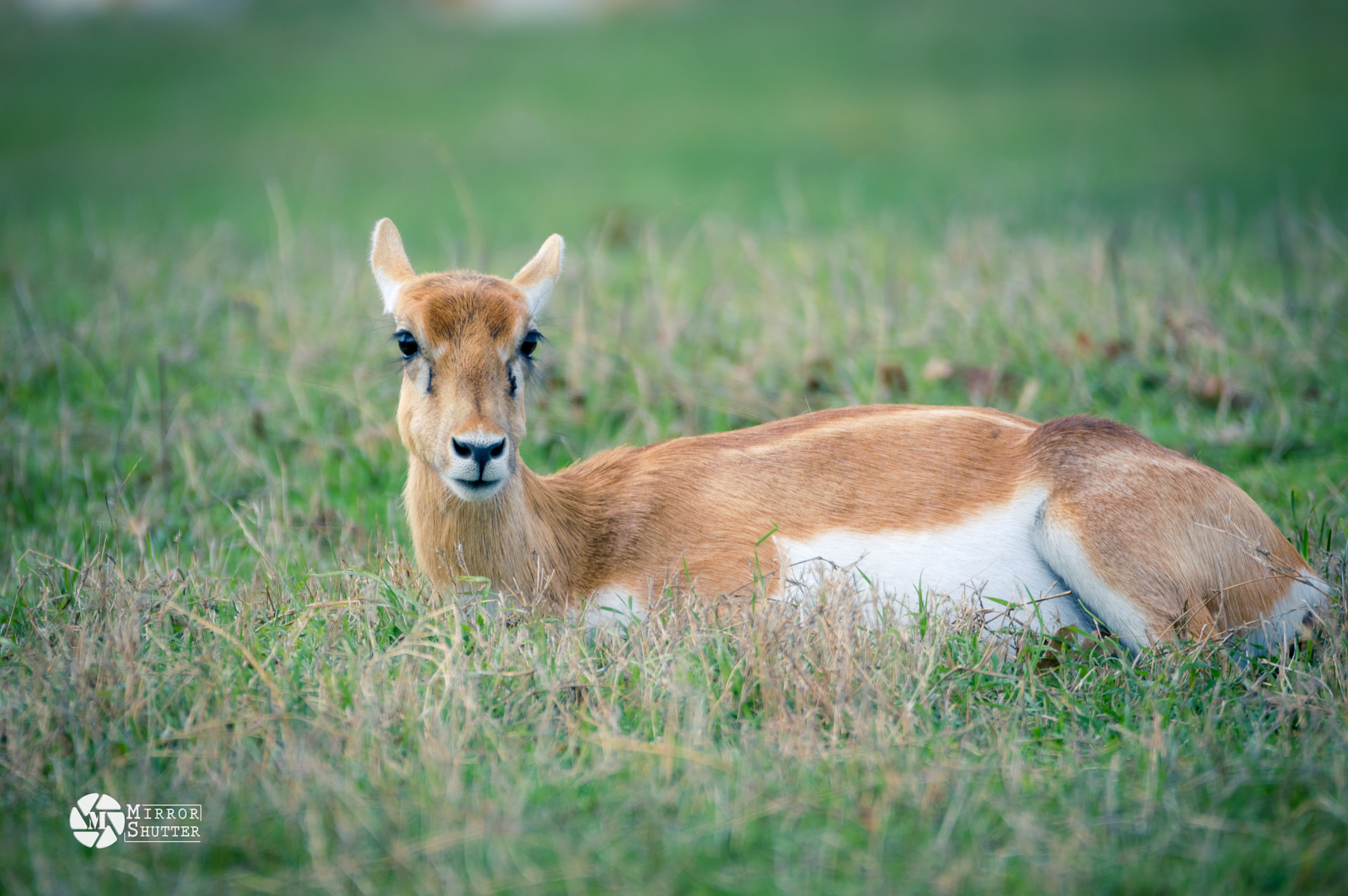 Nikon D3200 + Sigma 150-600mm F5-6.3 DG OS HSM | C sample photo. Dear deer photography