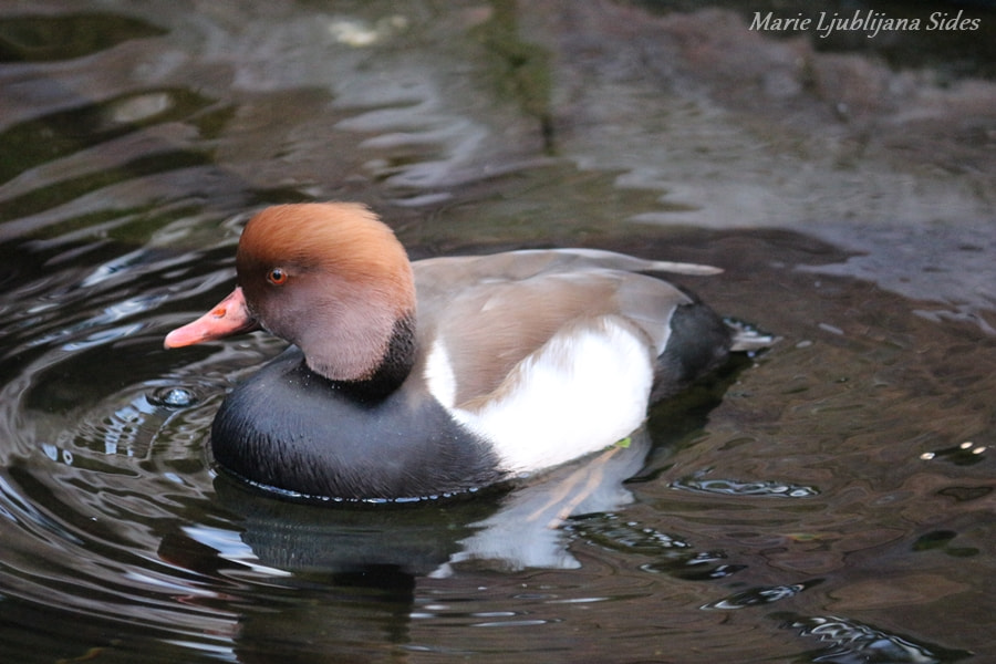 Canon EOS 100D (EOS Rebel SL1 / EOS Kiss X7) sample photo. Colourful duck photography
