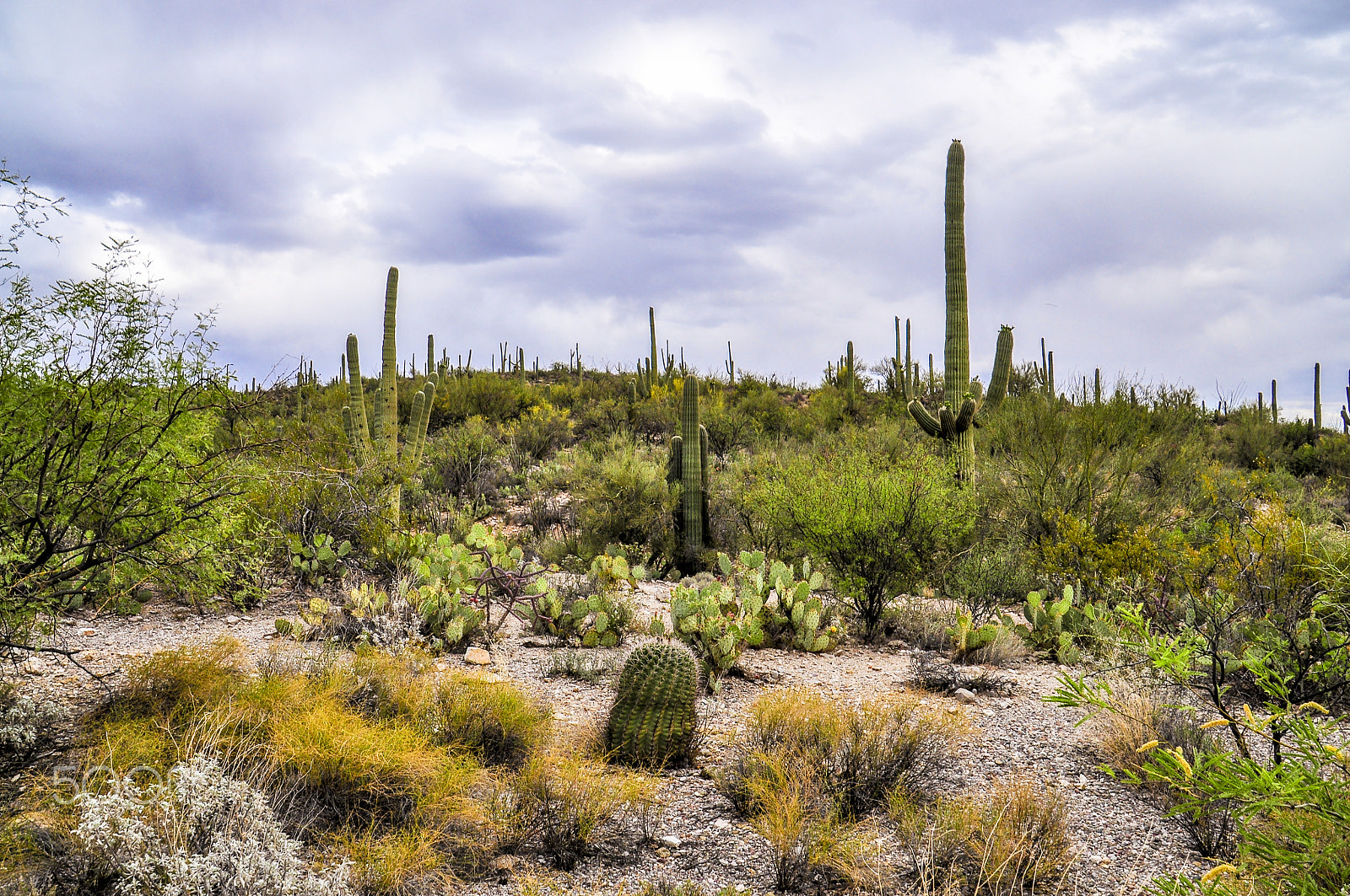 Nikon D5000 + Tamron 18-270mm F3.5-6.3 Di II VC PZD sample photo. Arizona desert cactus photography