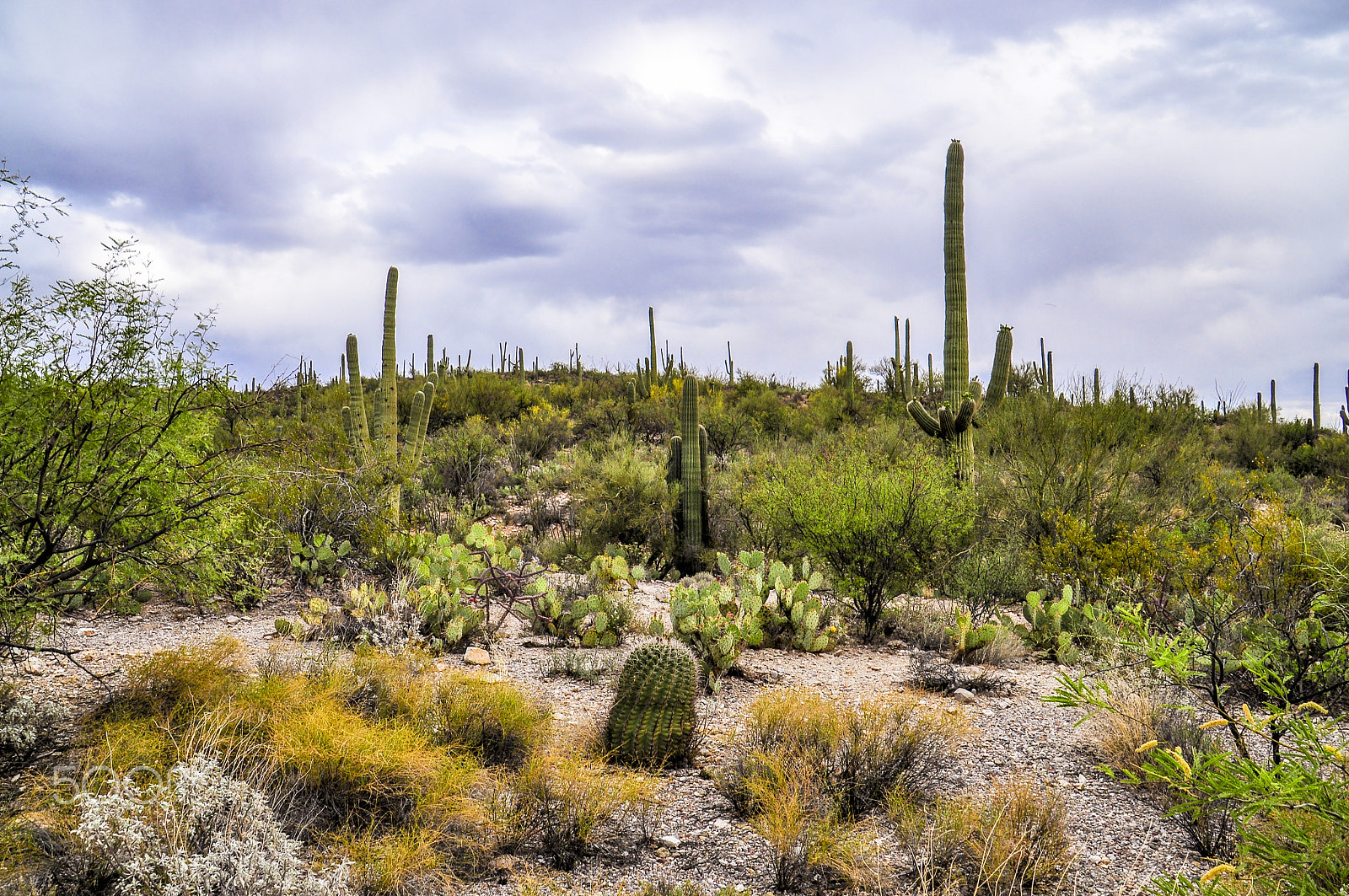 Nikon D5000 sample photo. Arizona desert cactus photography