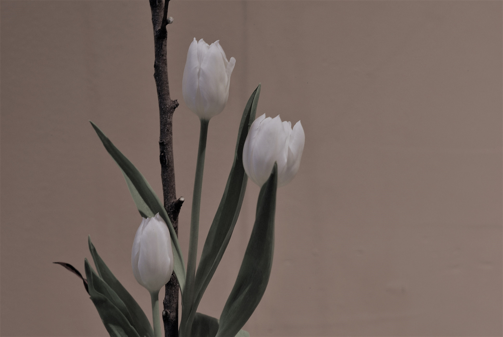 Nikon D200 + Manual Lens No CPU sample photo. Grace photography