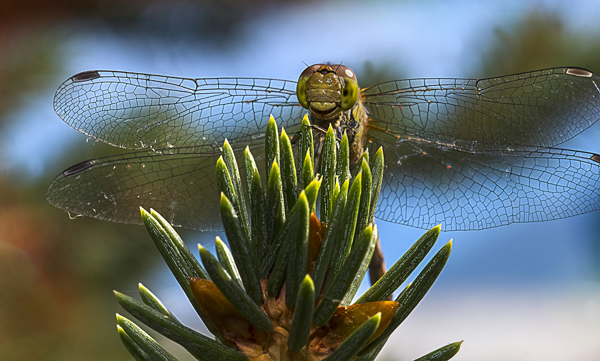 Canon EOS 70D + Sigma 105mm F2.8 EX DG OS HSM sample photo. Smiling dragonfly photography