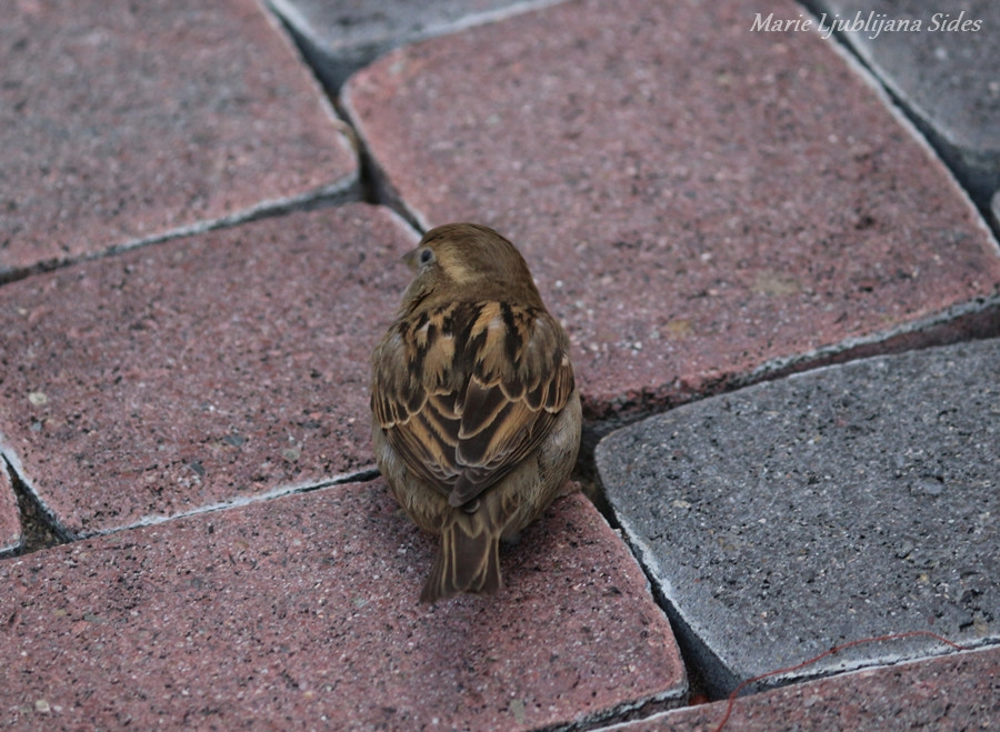 Canon EOS 100D (EOS Rebel SL1 / EOS Kiss X7) sample photo. Tiny bird photography