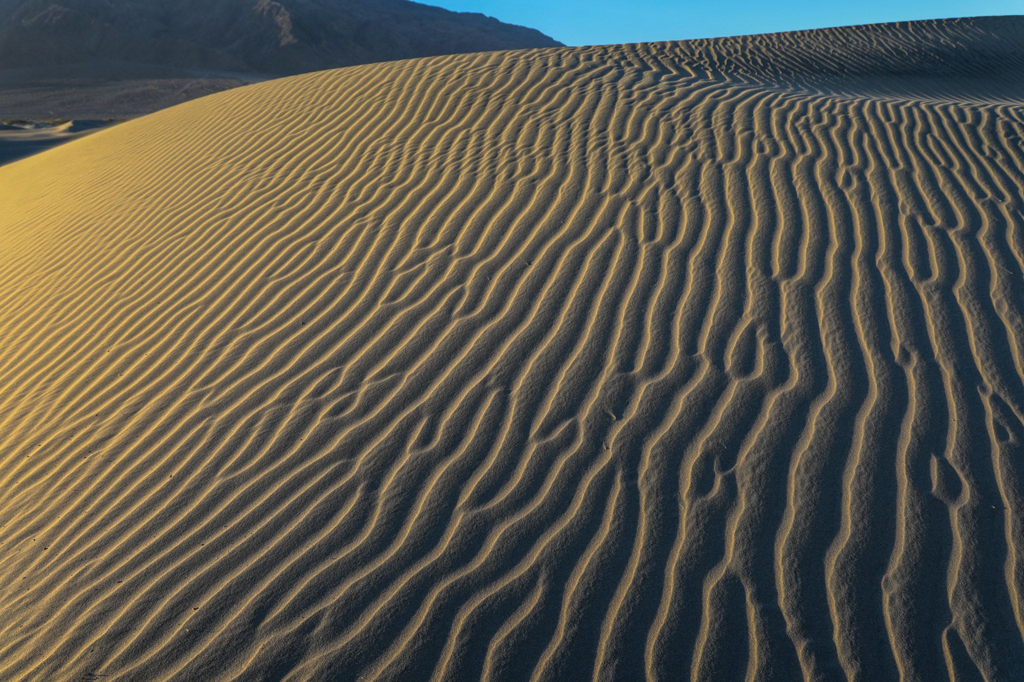 Canon EOS 5D Mark IV + Canon EF 11-24mm F4L USM sample photo. Dune dreams photography