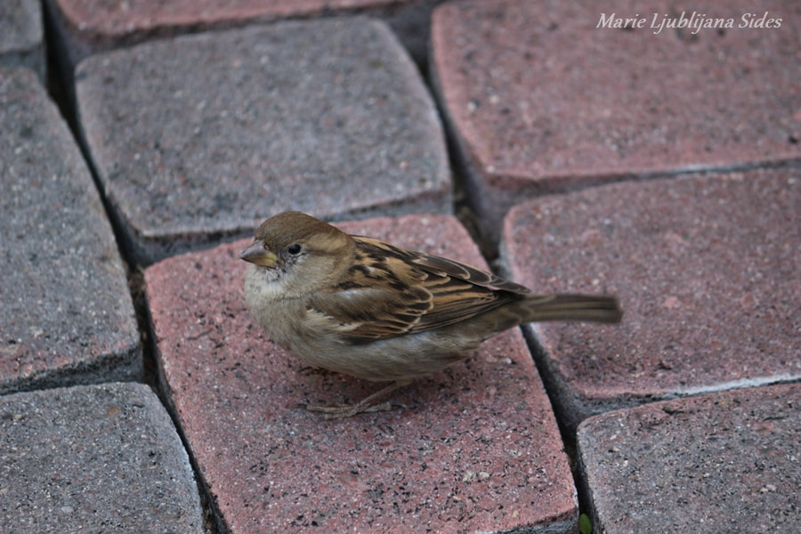 Canon EOS 100D (EOS Rebel SL1 / EOS Kiss X7) sample photo. Tiny bird photography