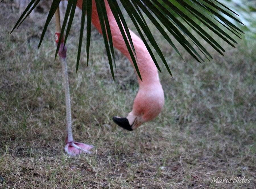 Canon EOS 100D (EOS Rebel SL1 / EOS Kiss X7) sample photo. Flamingo photography