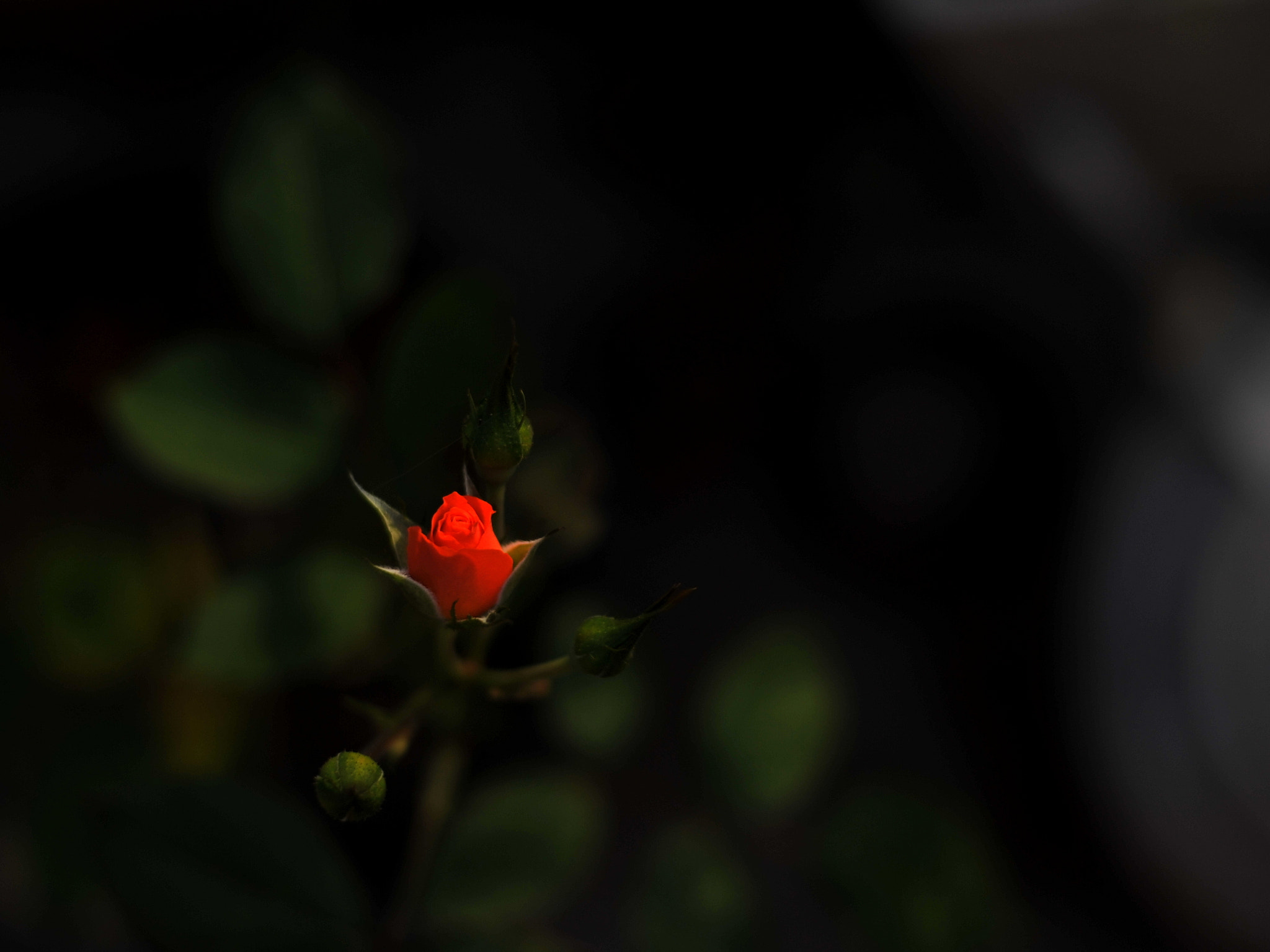 Nikon D3 + Manual Lens No CPU sample photo. Good morning photography