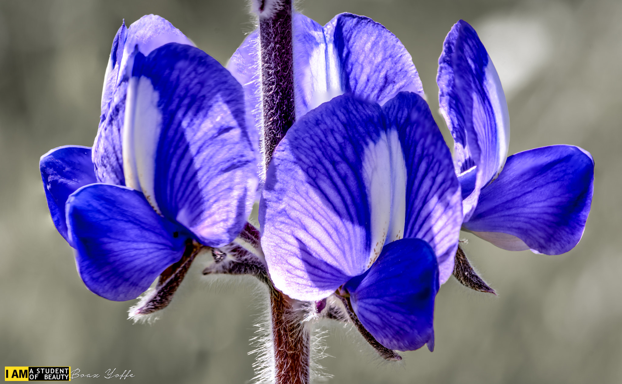 Tokina AT-X Pro 100mm F2.8 Macro sample photo. Lupinus pilosus photography