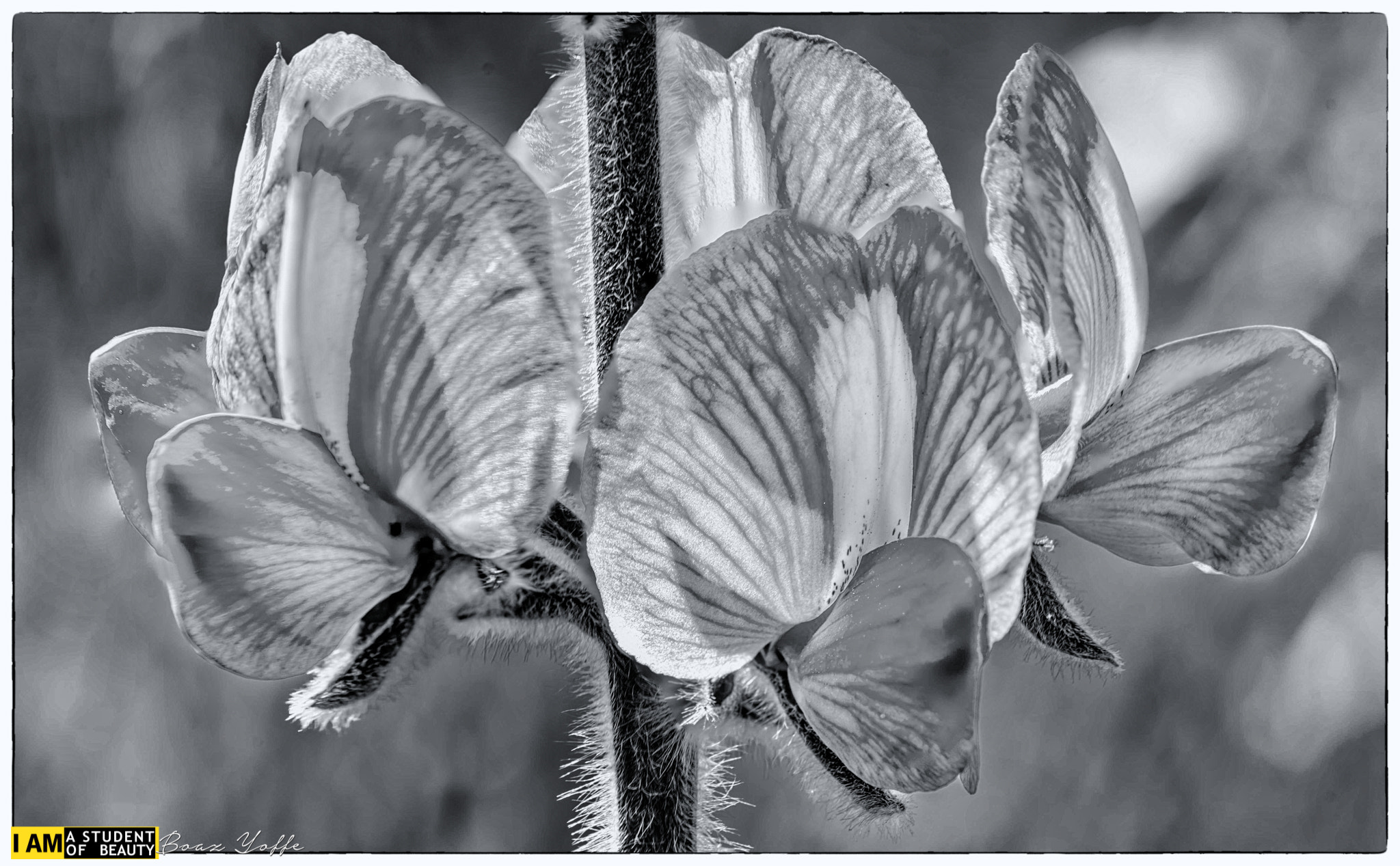 Tokina AT-X Pro 100mm F2.8 Macro sample photo. Lupinus pilosus, b&w photography