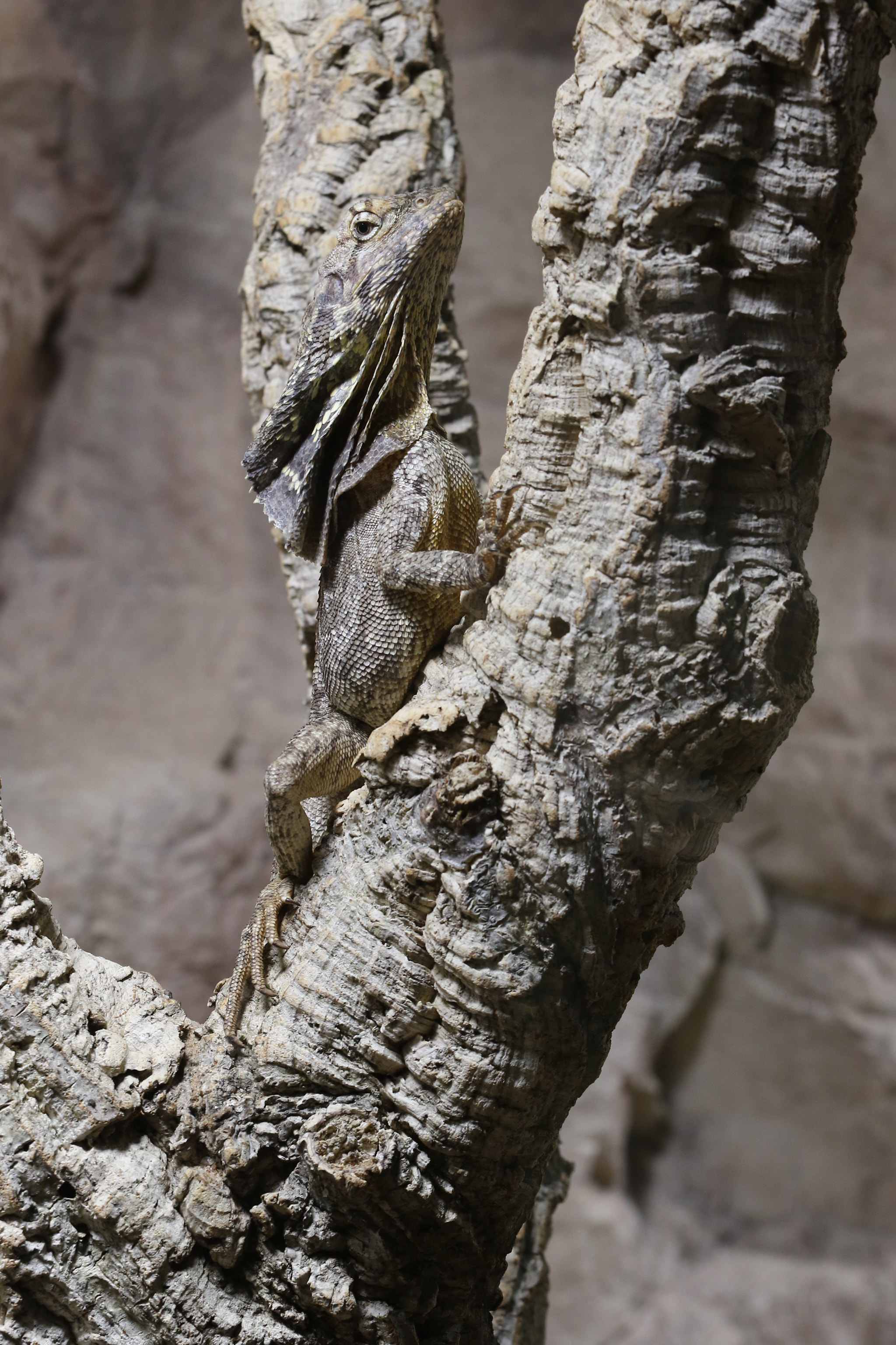 Canon EF 70-200mm F4L USM sample photo. Where is the lizard? photography