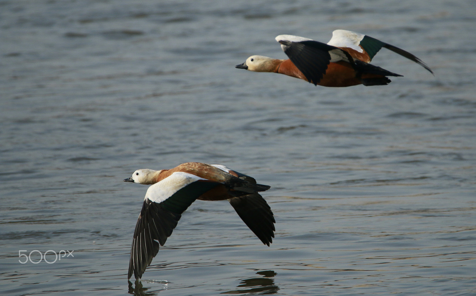 Tamron SP 150-600mm F5-6.3 Di VC USD sample photo. Flying birds photography