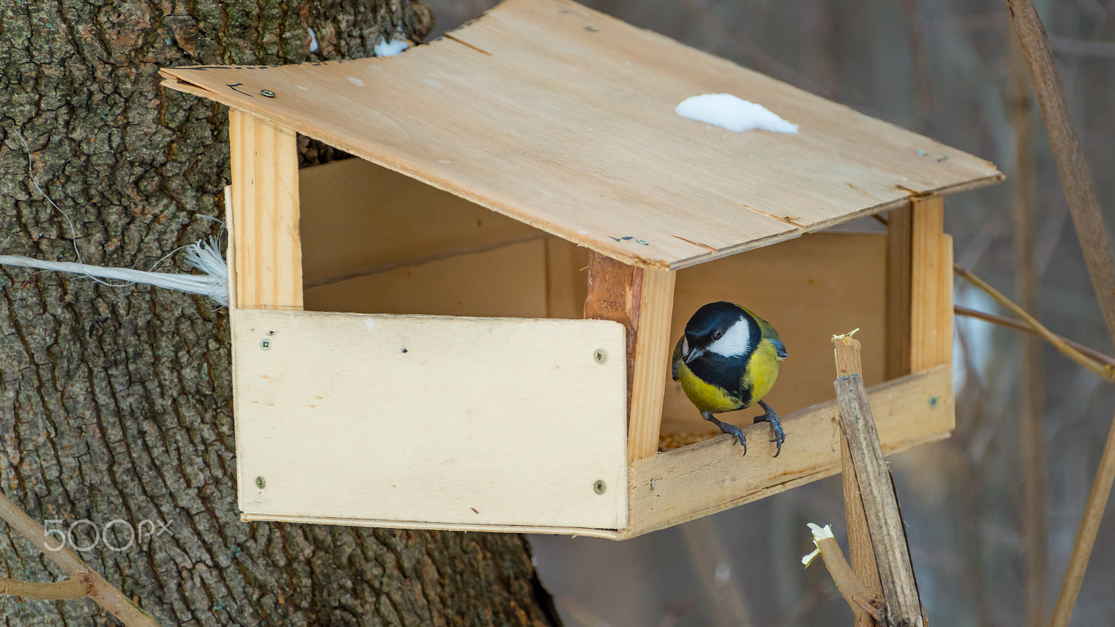 Nikon D810 sample photo. Tit photography