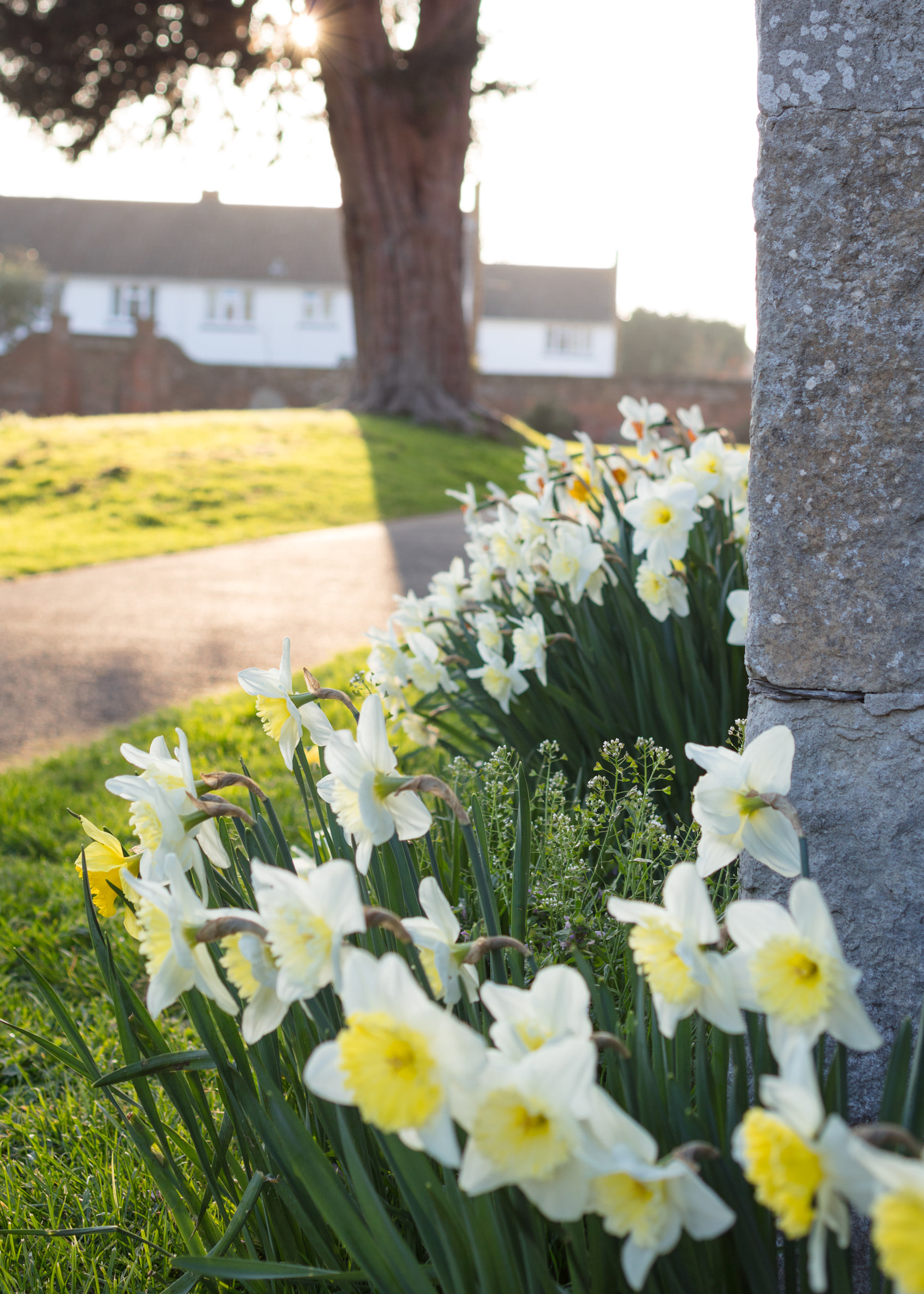 Canon EOS 5DS R + Zeiss Milvus 35mm f/2 sample photo. Spring daffodils photography