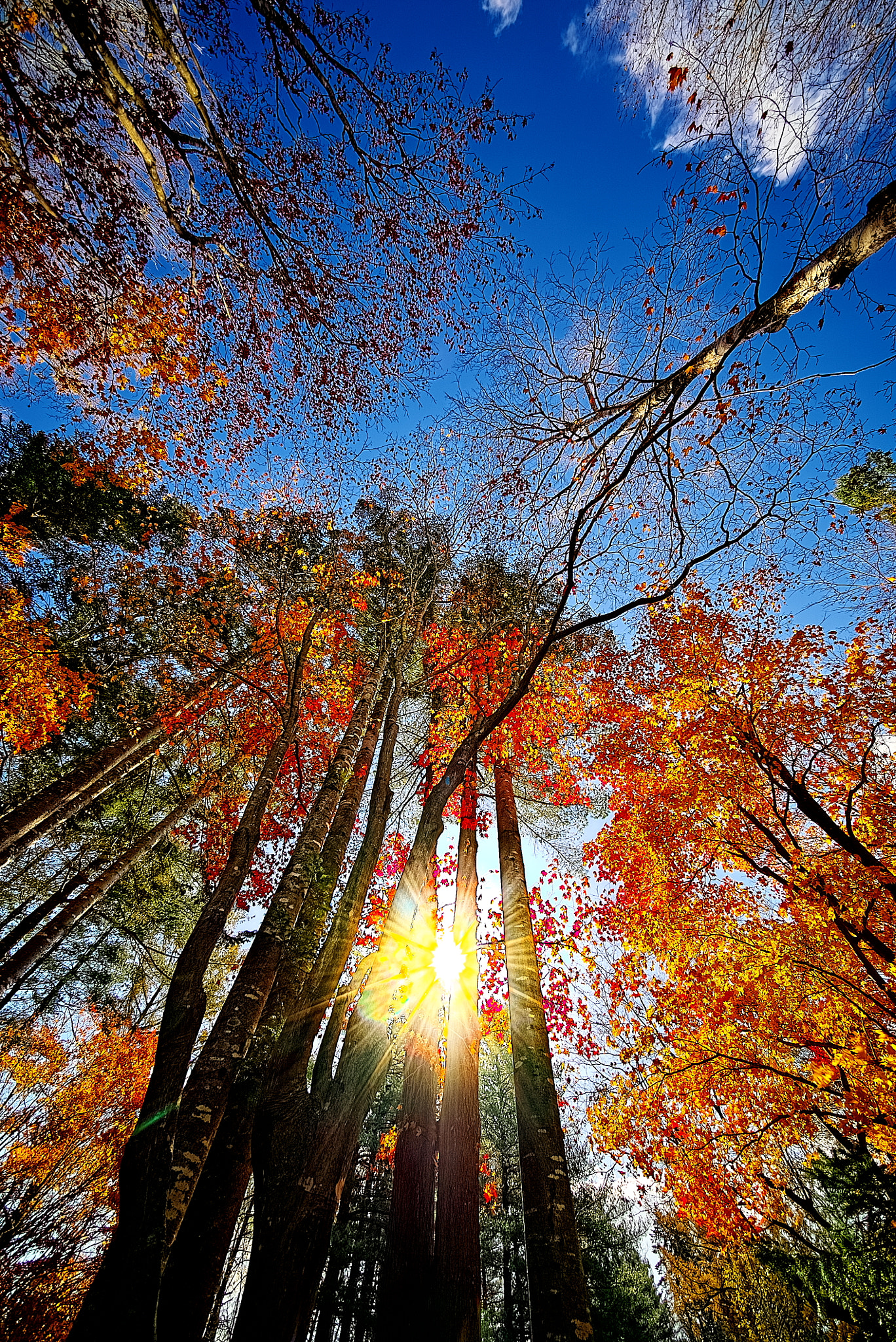 E 10mm F5.6 sample photo. Little wing photography