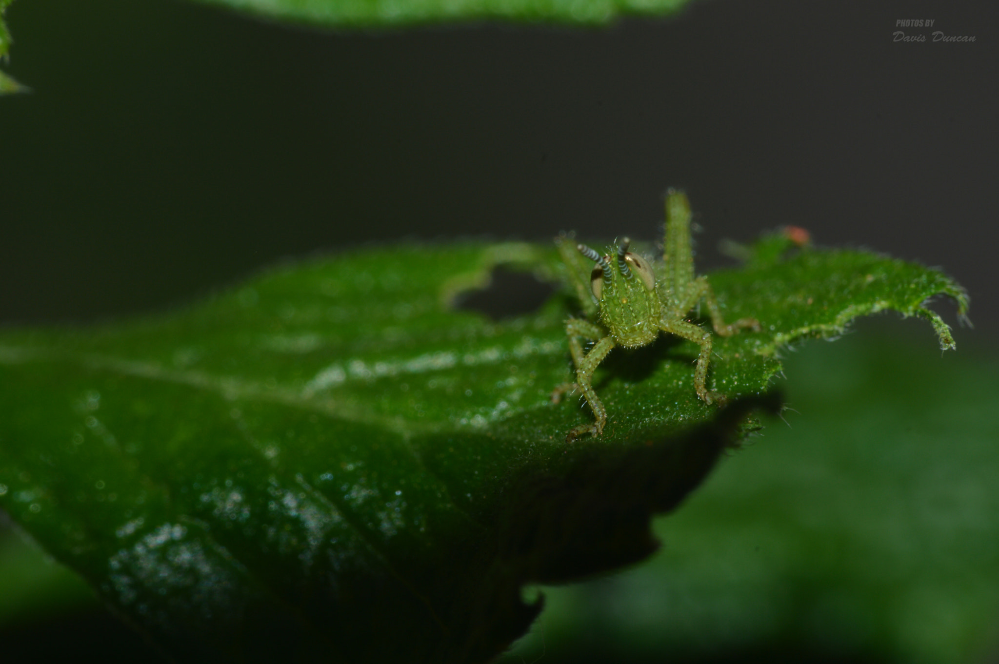 Nikon D3200 sample photo. Little grasshoper saying hi to the world photography