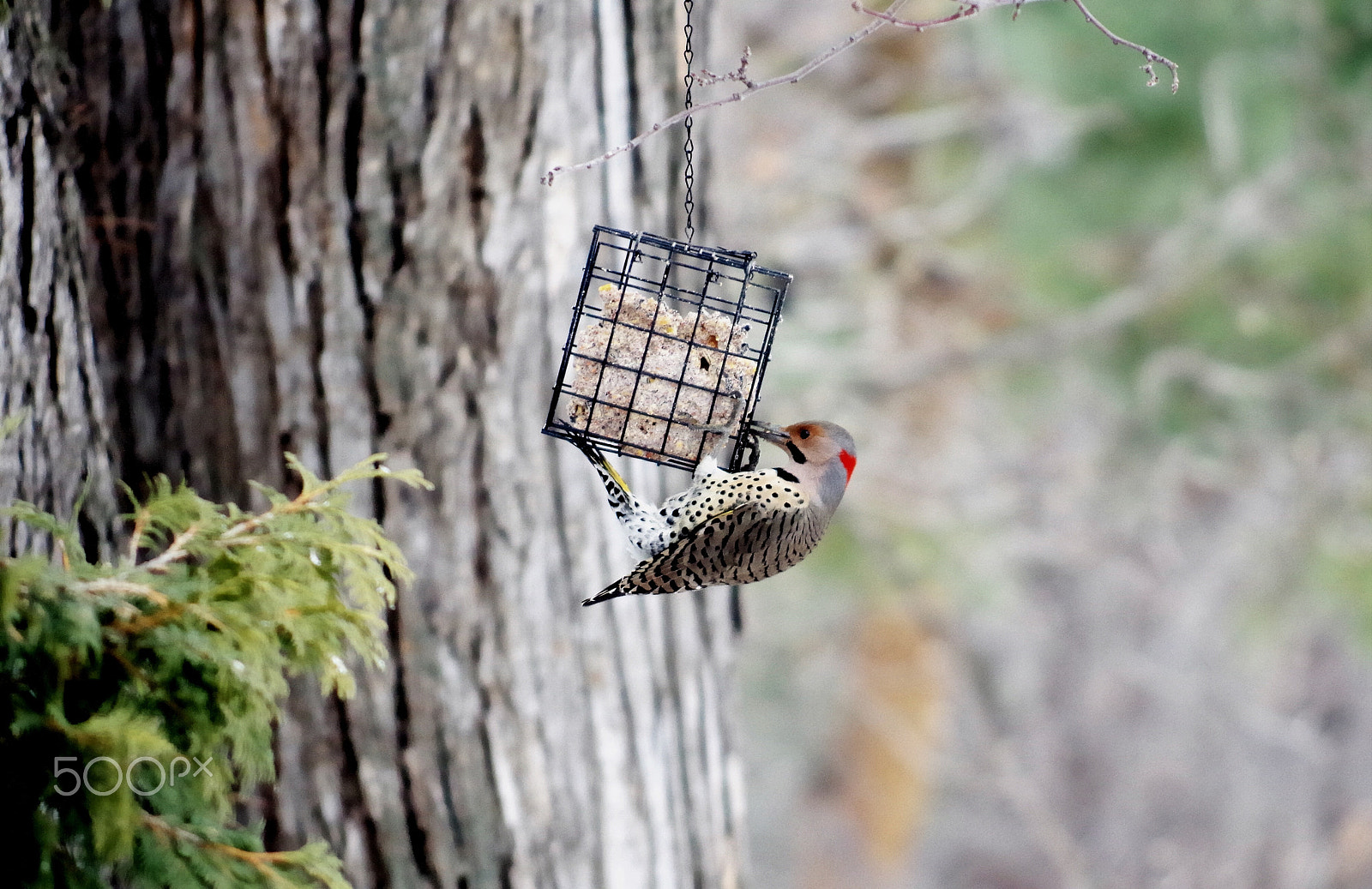 Pentax K-50 sample photo. Flicker photography