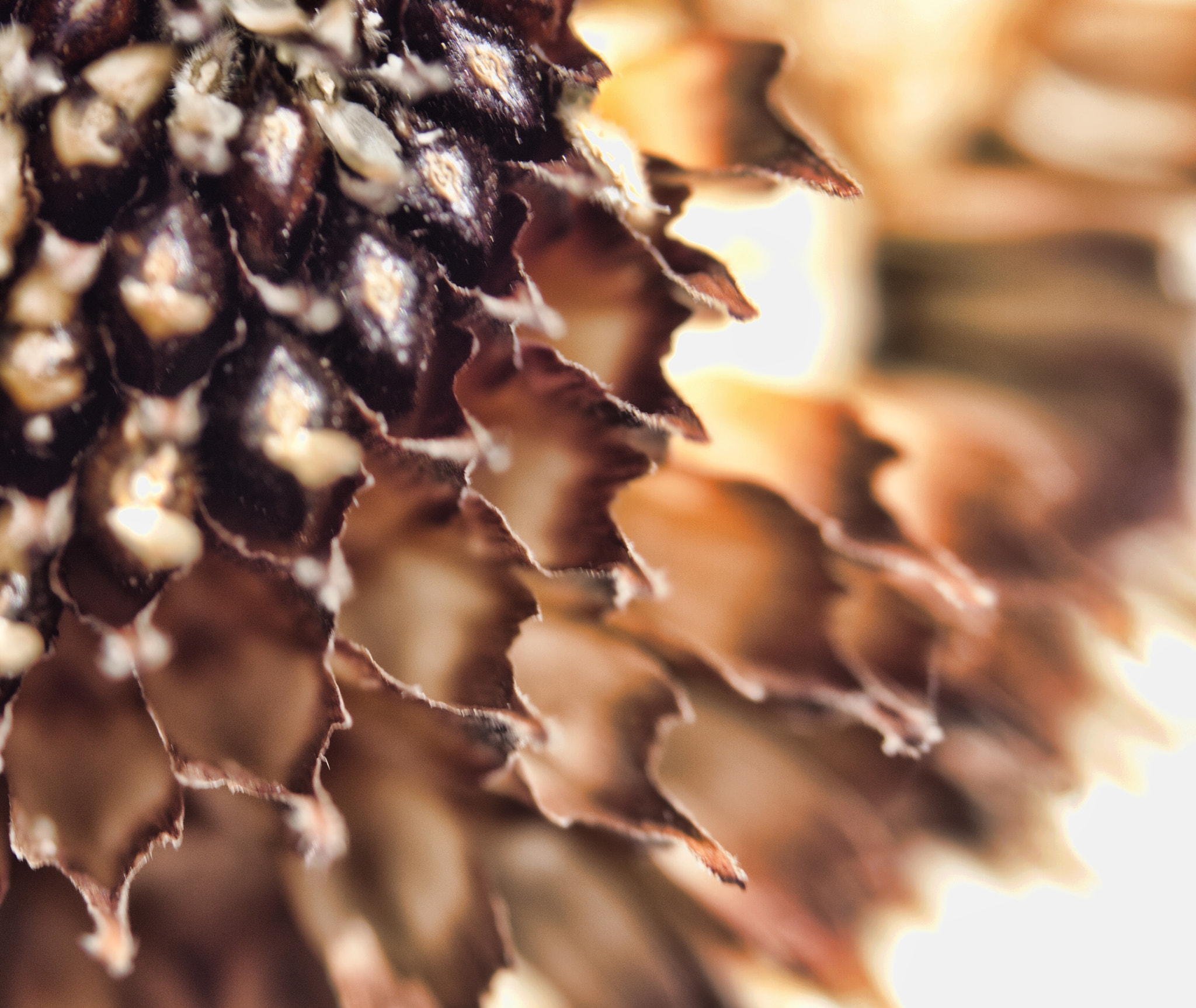 Canon EF 35-80mm f/4-5.6 sample photo. Deadhead 2 photography