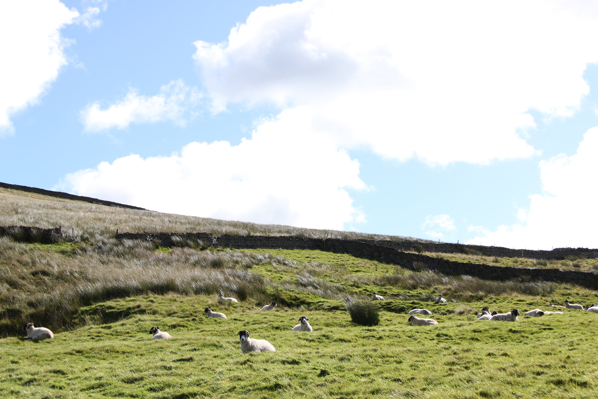 Canon EF-S 18-200mm F3.5-5.6 IS sample photo. Sheep in a field photography