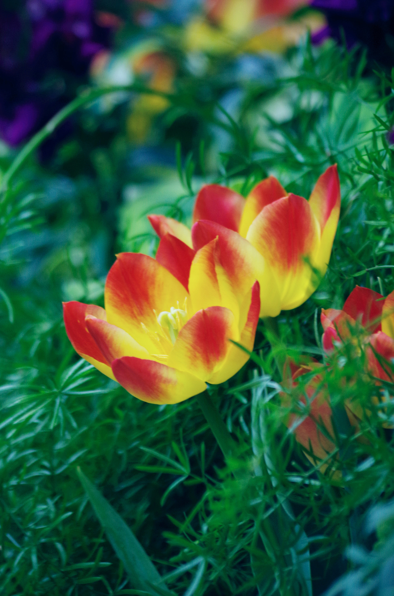 Pentax K-50 sample photo. Garden photography