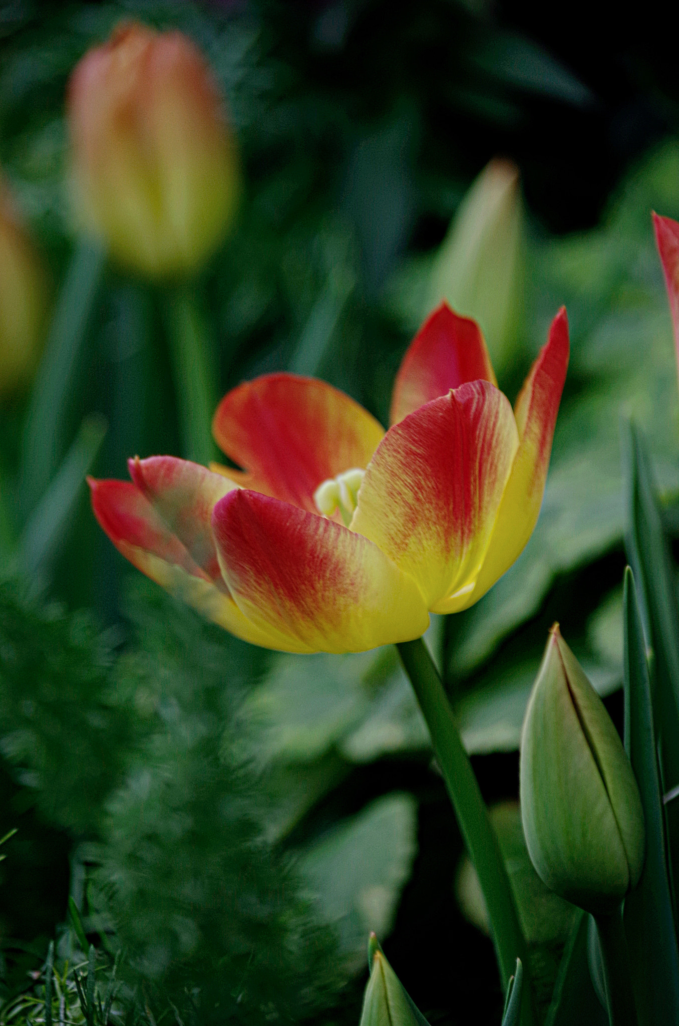 Pentax K-50 sample photo. Petal photography