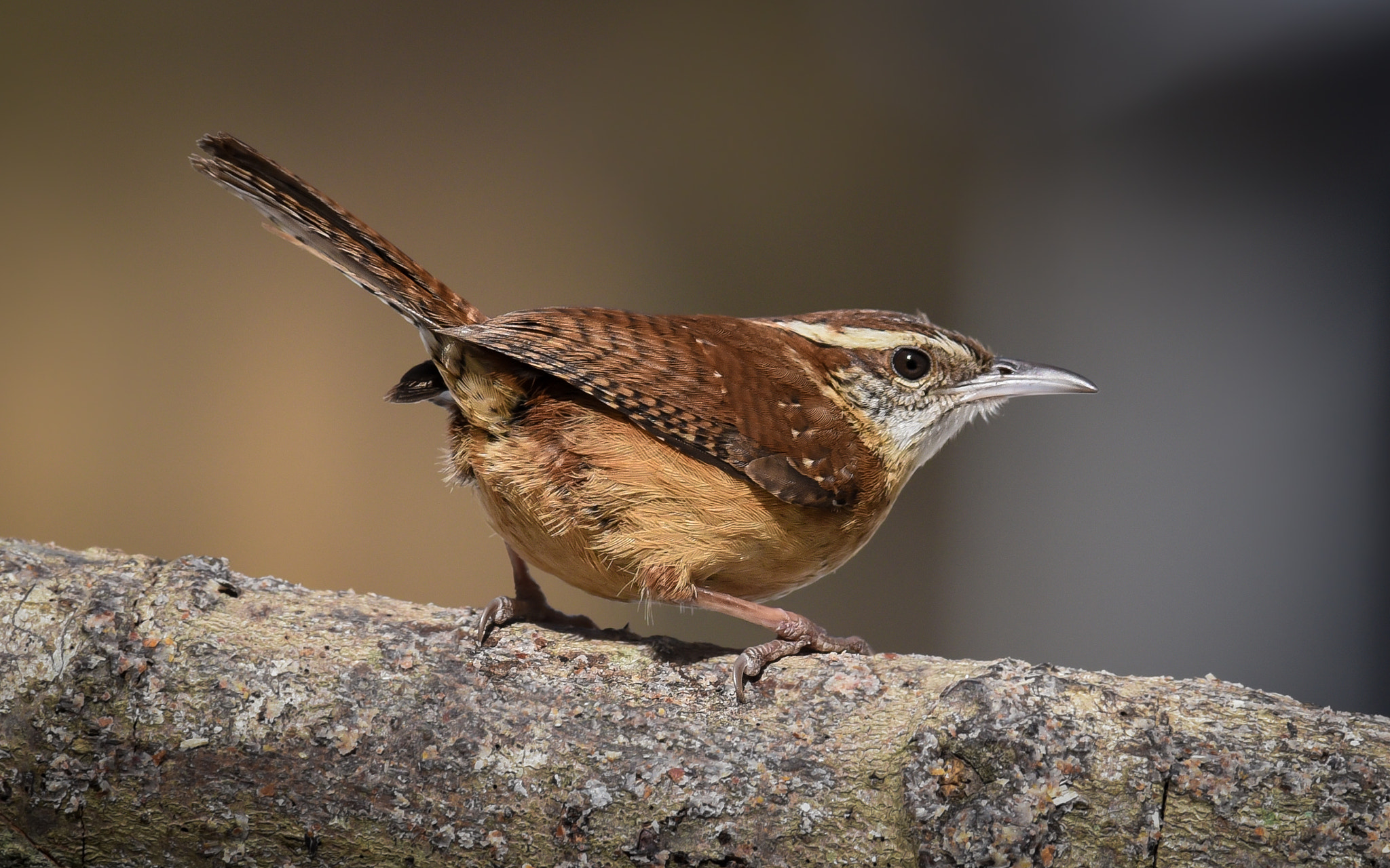 Nikon AF-S Nikkor 300mm F2.8G ED-IF VR sample photo. Carolina wren photography