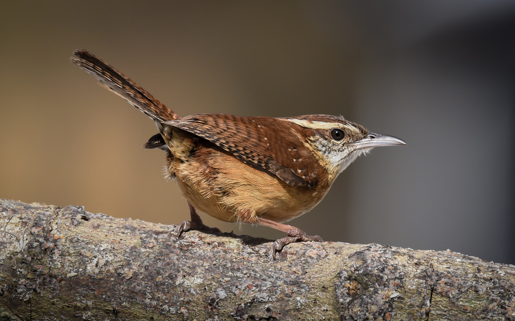 Nikon D750 + Nikon AF-S Nikkor 300mm F2.8G ED-IF VR sample photo. Carolina wren photography