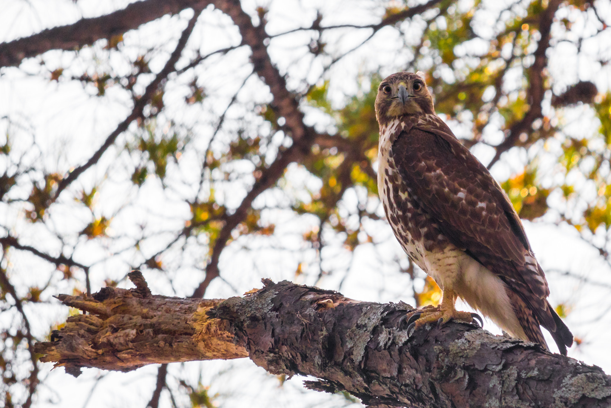 Canon EF-S 55-250mm F4-5.6 IS STM sample photo. Hawk photography