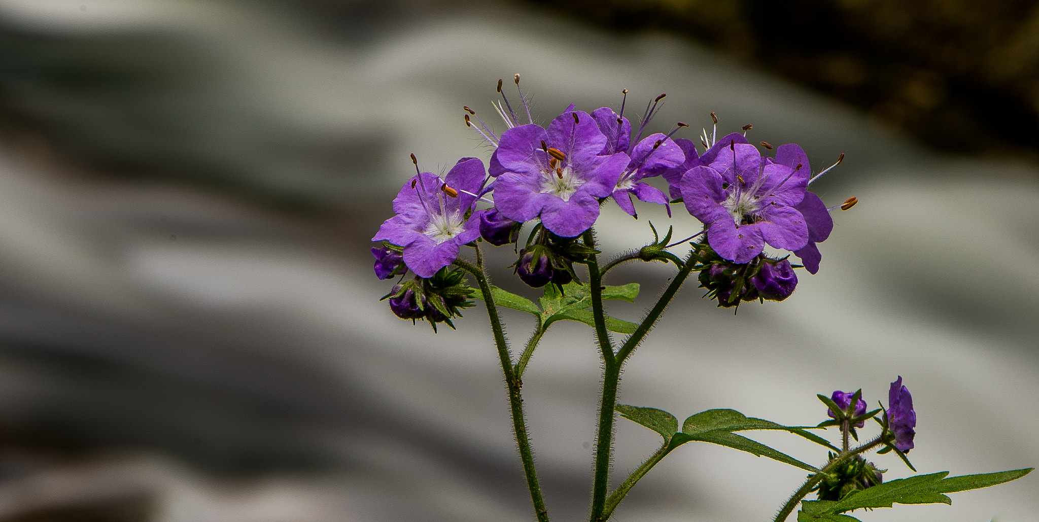 Nikon AF-S Micro-Nikkor 105mm F2.8G IF-ED VR sample photo. Smoky phacelia photography