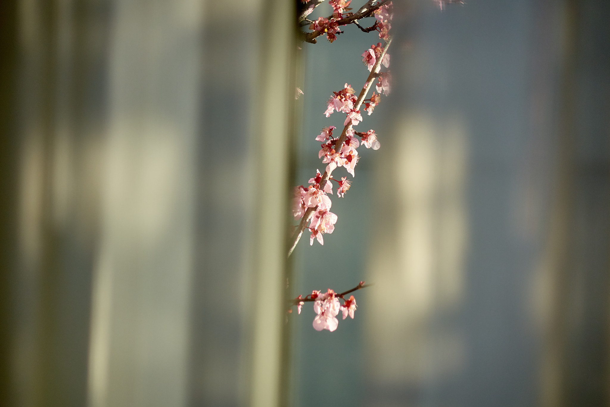 Sony Cyber-shot DSC-RX10 sample photo. Flower blooming photography