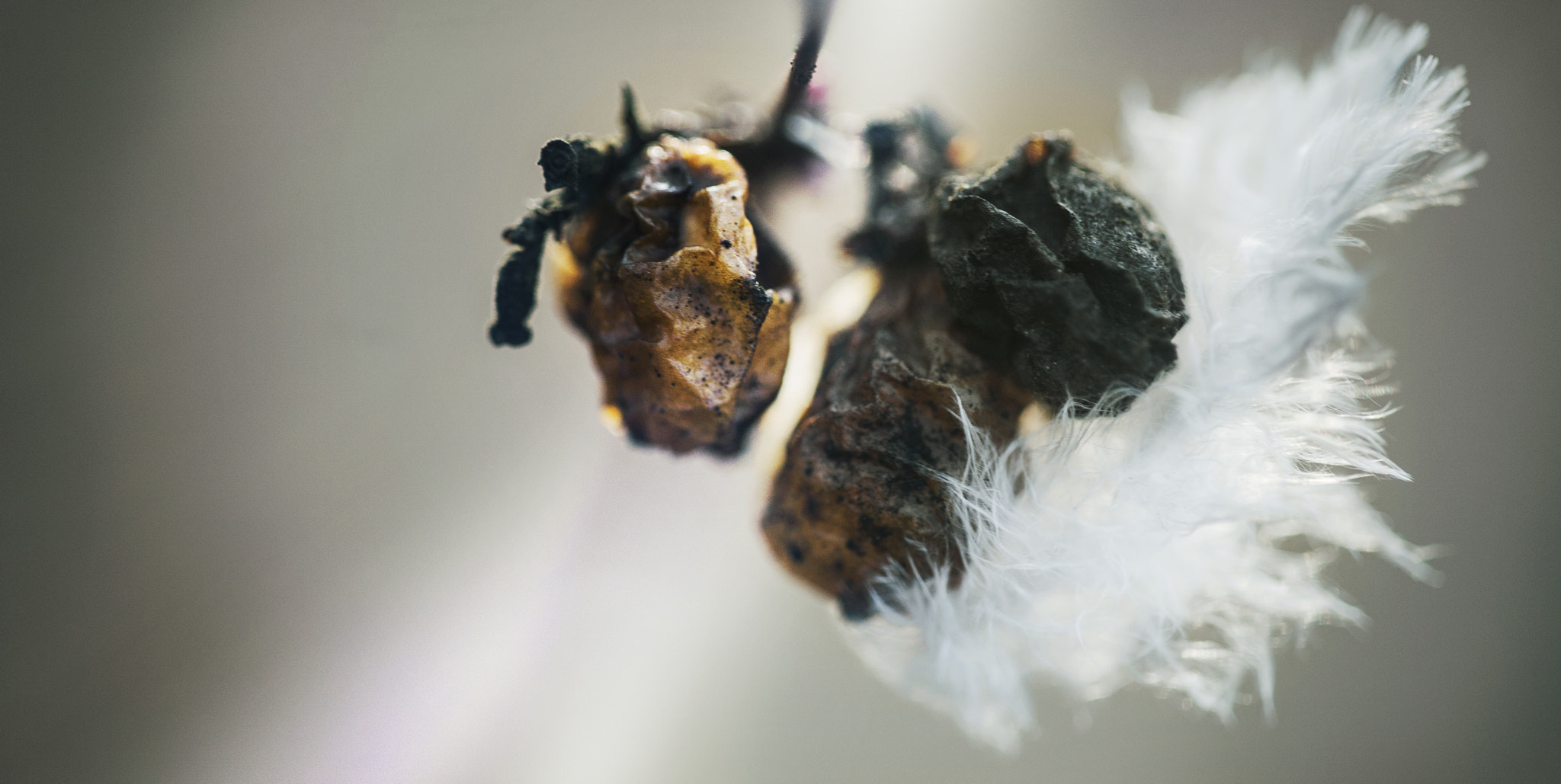 Sigma APO Macro 150mm f/2.8 EX DG HSM sample photo. Black cat photography