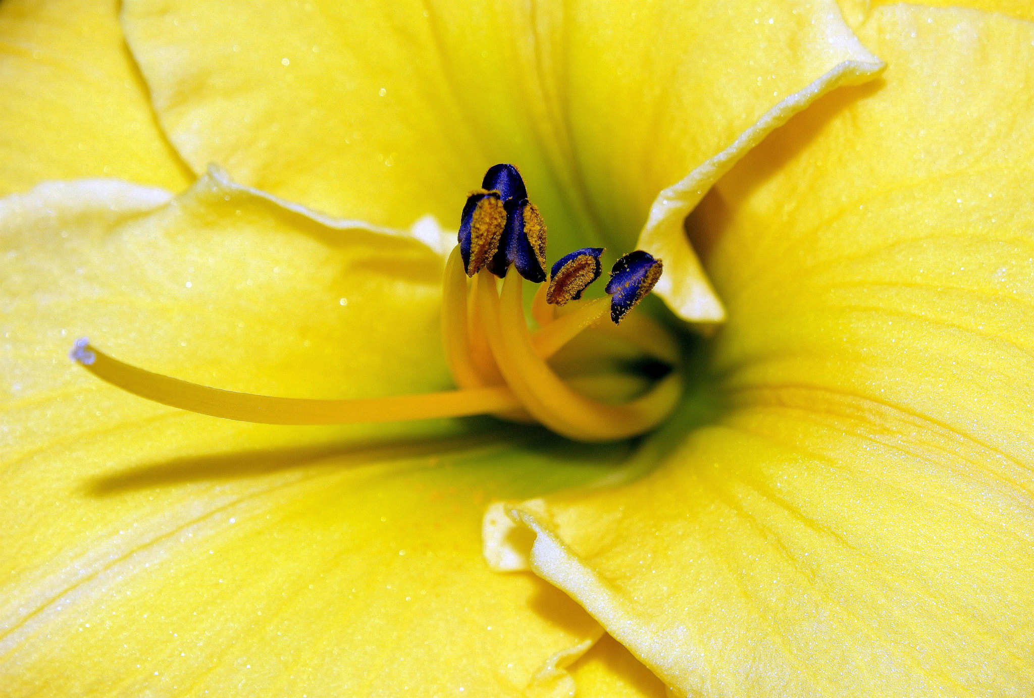 Canon EF-S 18-55mm F3.5-5.6 IS sample photo. Yellow photography