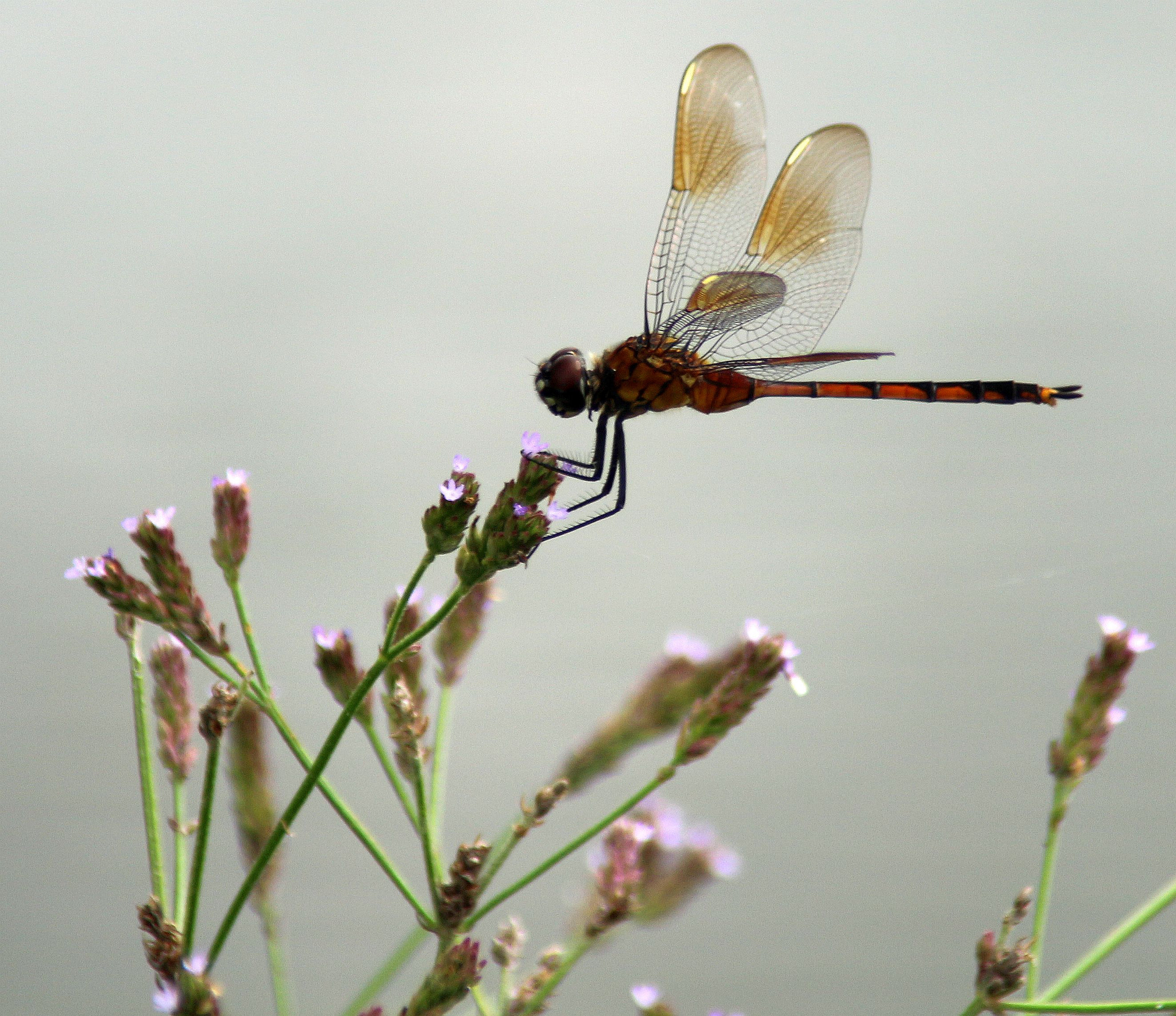 Canon EOS 700D (EOS Rebel T5i / EOS Kiss X7i) + Tamron AF 28-200mm F3.8-5.6 XR Di Aspherical (IF) Macro sample photo. (dragonfly photography