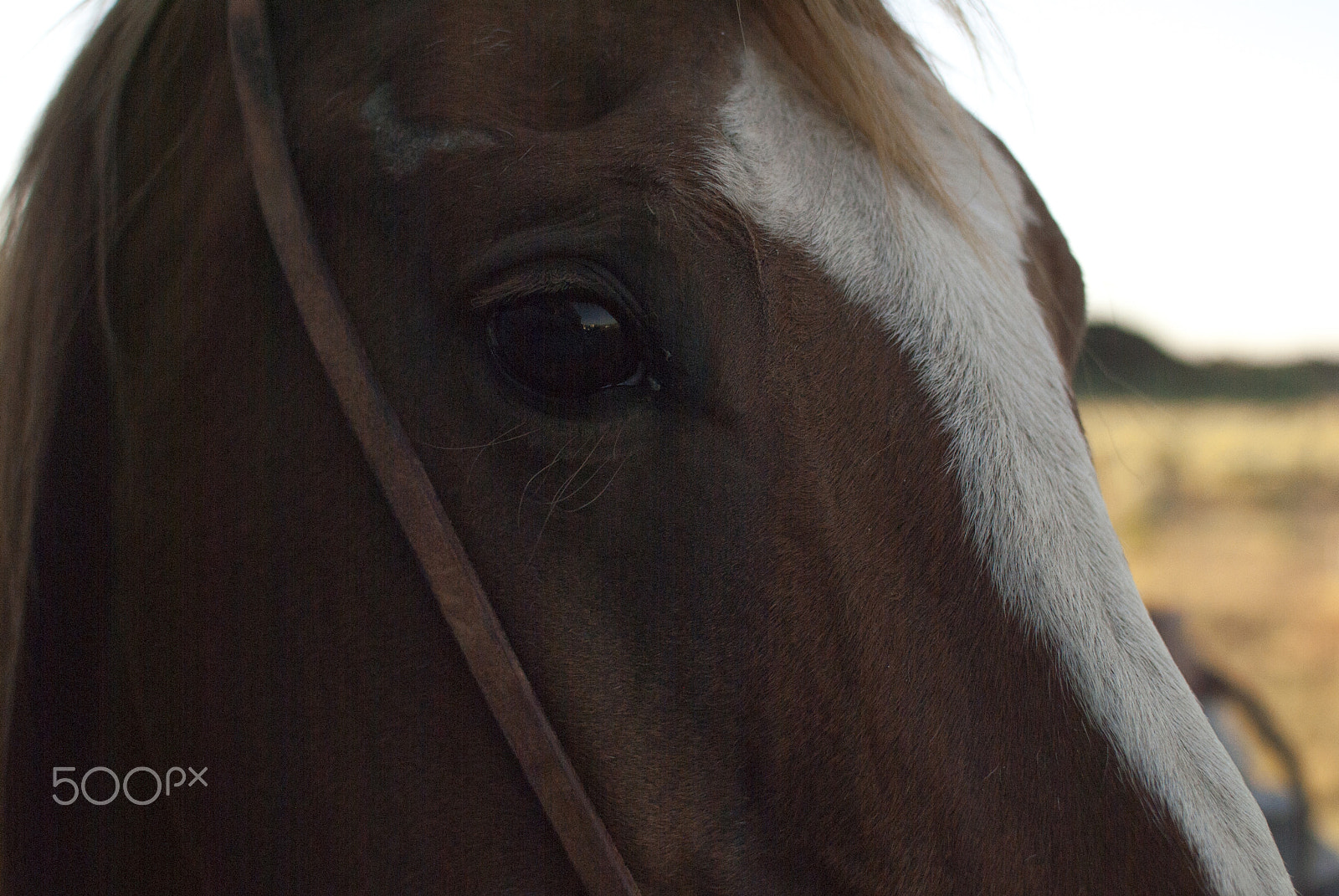 Nikon D3000 + Nikon AF-S DX Nikkor 35mm F1.8G sample photo. Horse #9 photography
