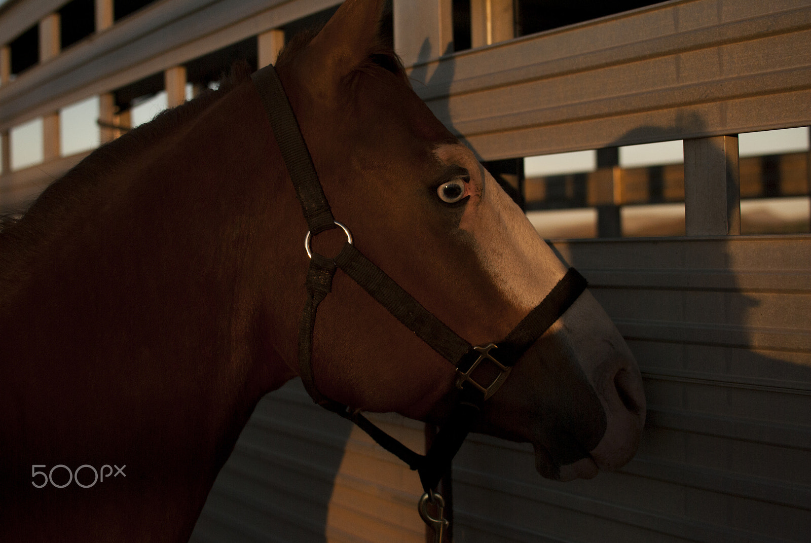 Nikon D3000 + Nikon AF-S DX Nikkor 35mm F1.8G sample photo. Horse #10 photography