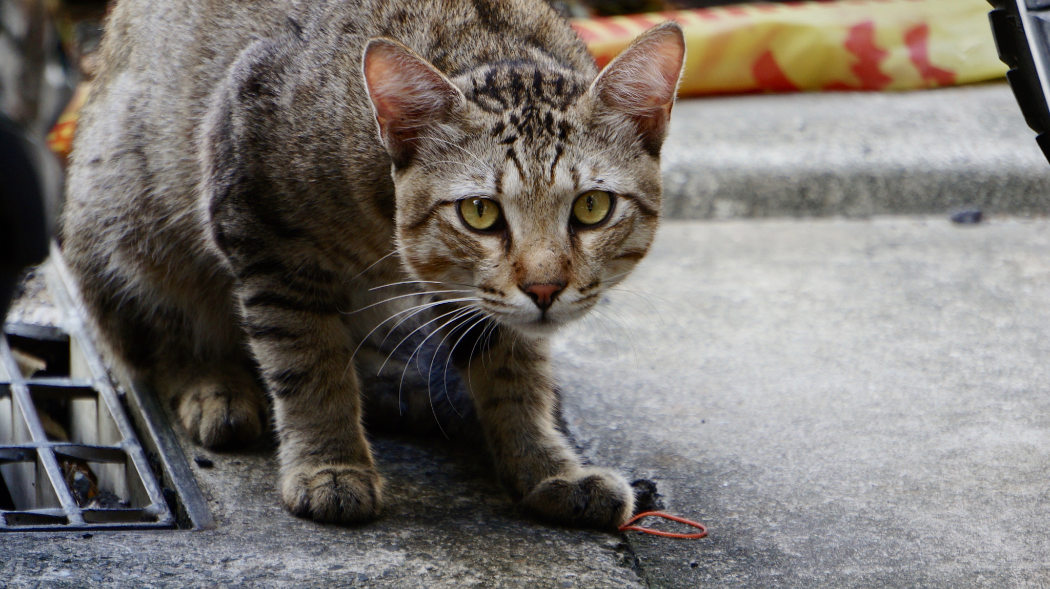 Sony E 55-210mm F4.5-6.3 OSS sample photo. Crouching photography