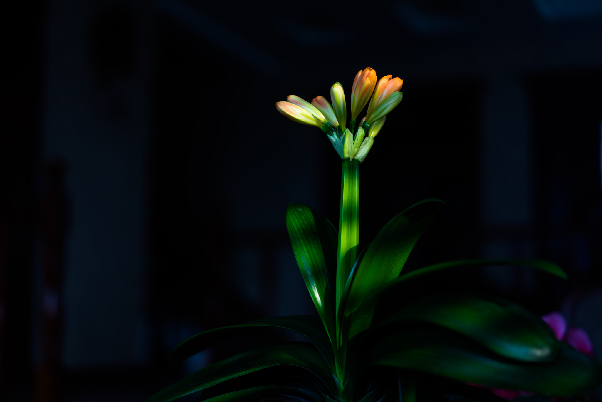 Sony a7R + Sony Sonnar T* FE 55mm F1.8 ZA sample photo. The first kaffir lily were beginning to bloom photography