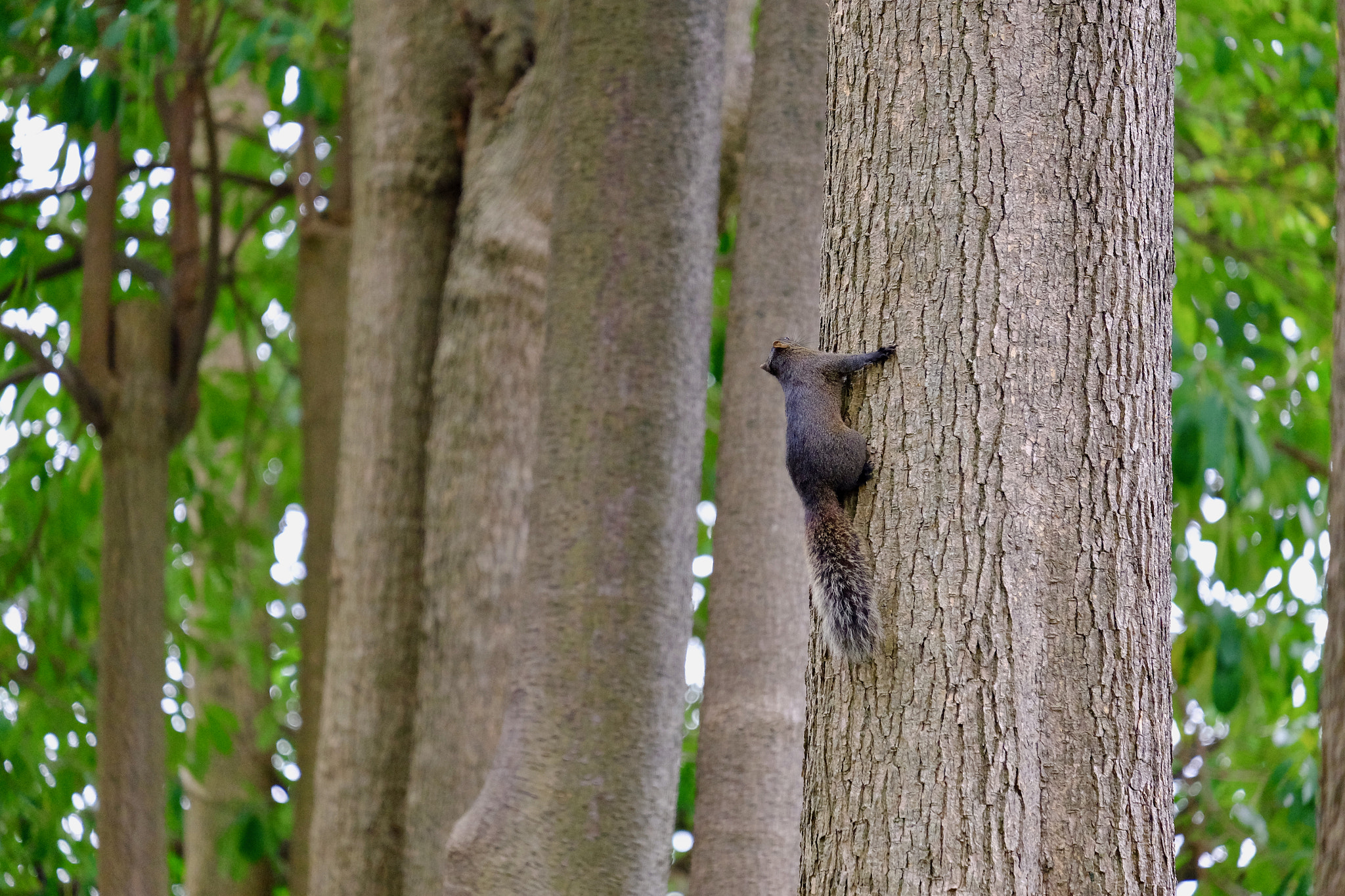 Fujifilm XF 55-200mm F3.5-4.8 R LM OIS sample photo. 33372044621.jpg photography