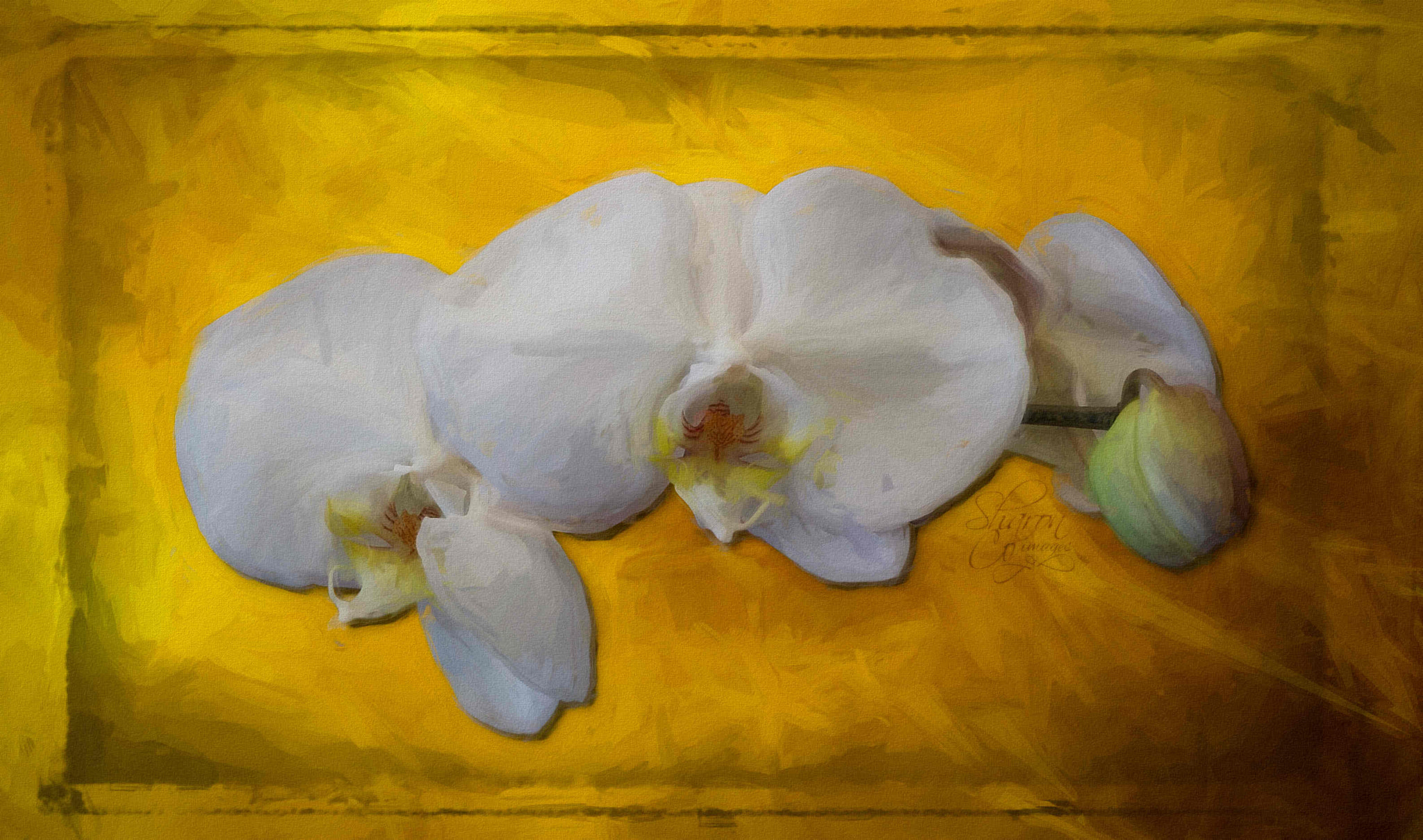 LG LEON 4G LTE sample photo. White orchid on yellow photography