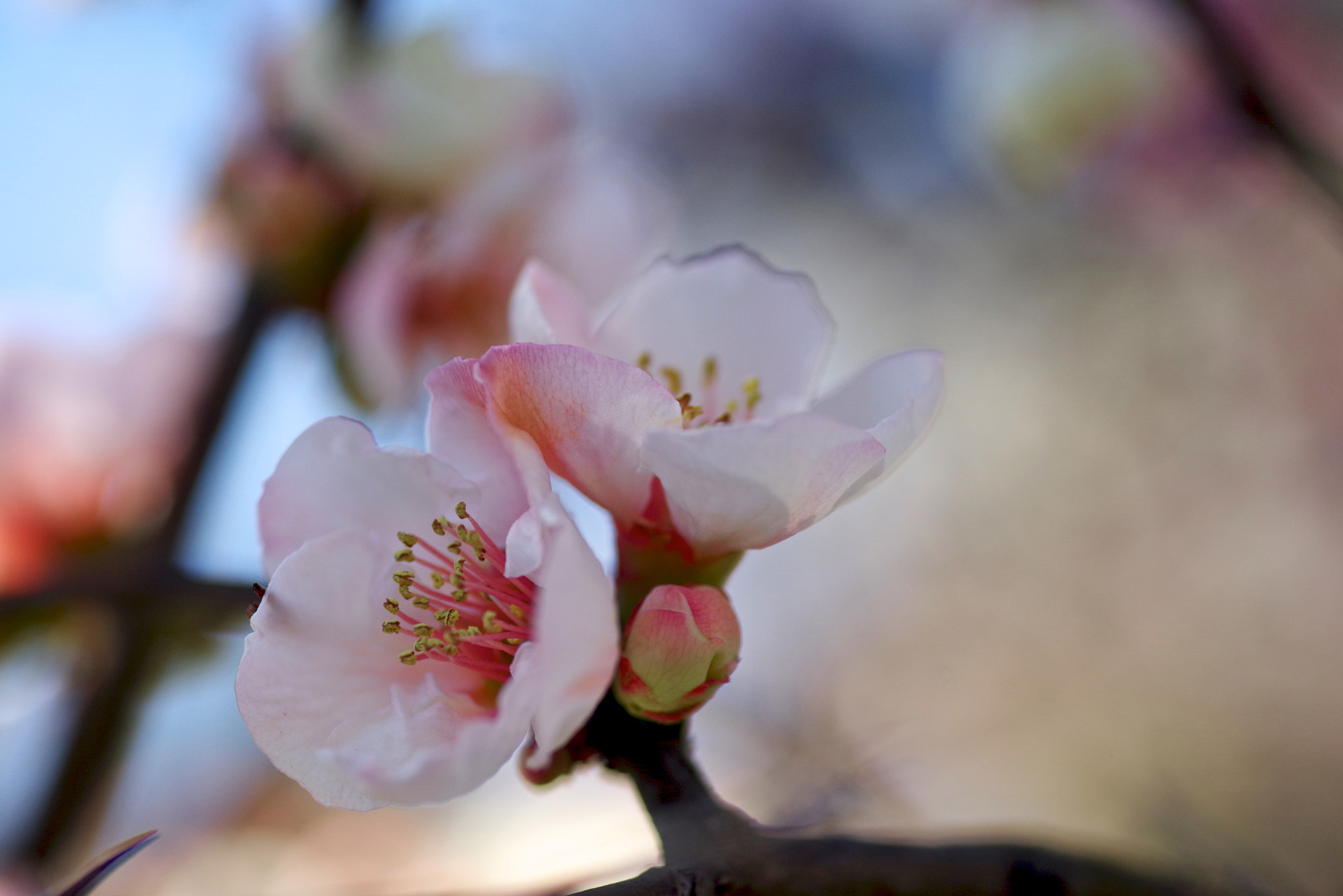 Tamron SP AF 90mm F2.8 Di Macro sample photo. A japanese quince photography