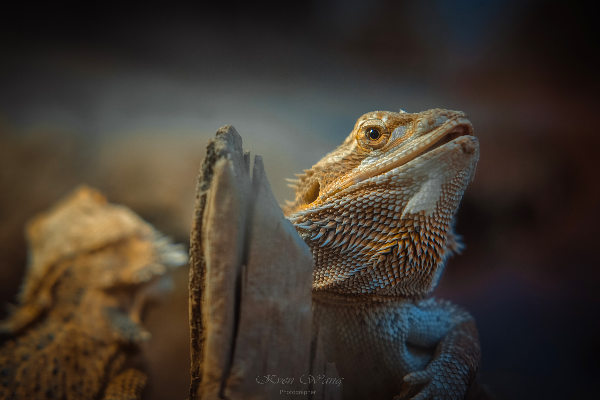 Fujifilm X-T10 + Fujifilm XF 35mm F2 R WR sample photo. Reptile lizard" photography