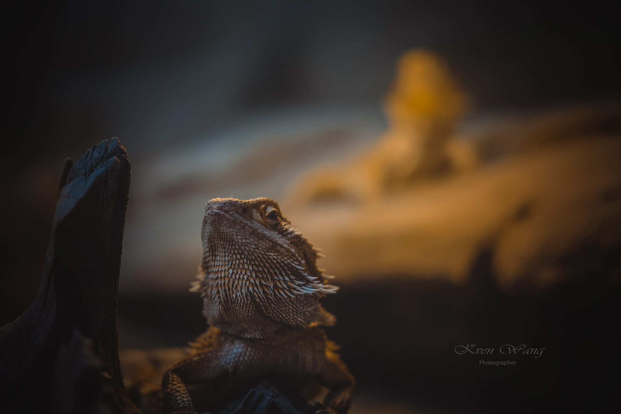 Fujifilm X-T10 + Fujifilm XF 35mm F2 R WR sample photo. Reptile lizard" photography