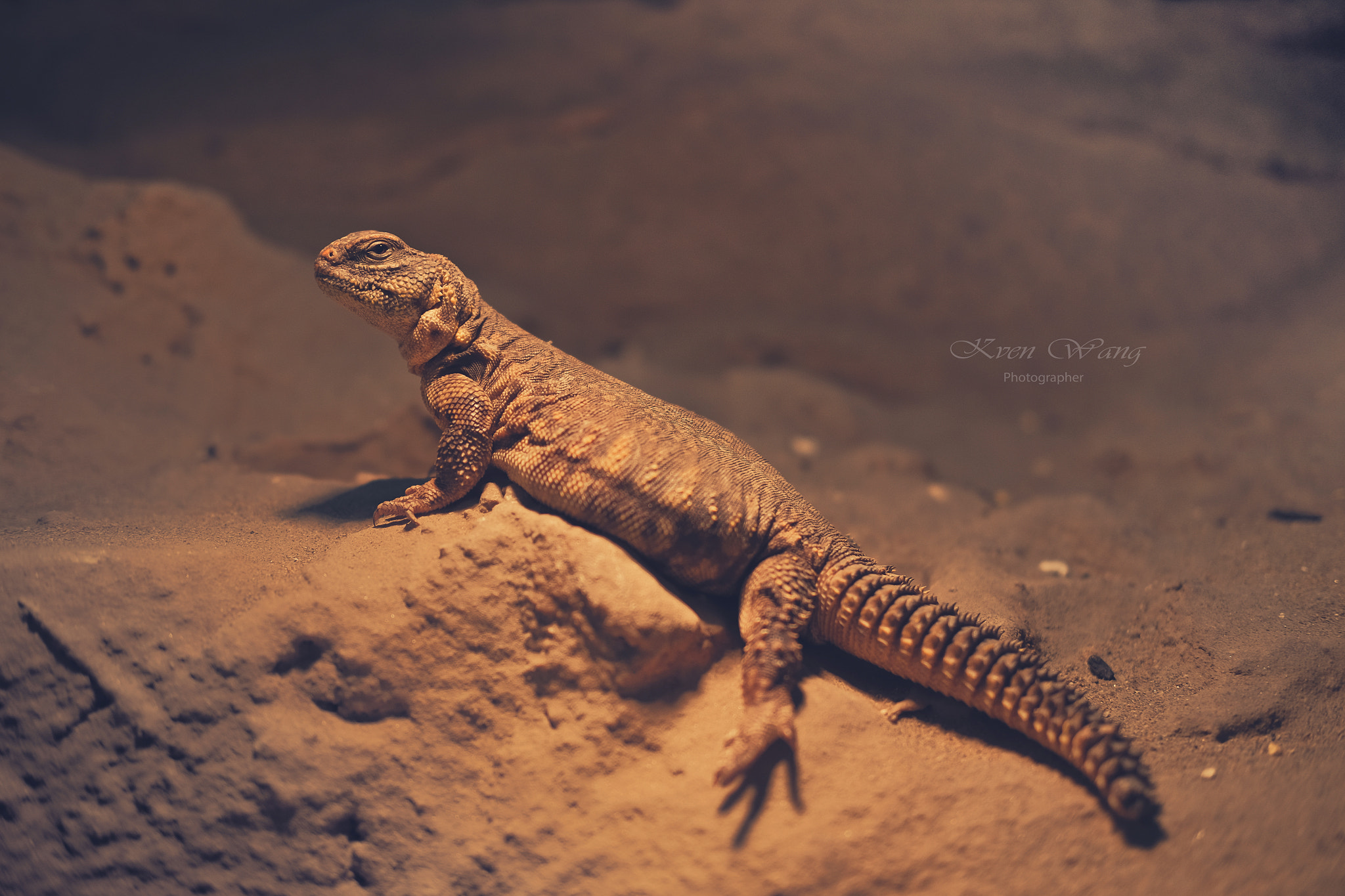 Fujifilm X-T10 + Fujifilm XF 35mm F2 R WR sample photo. Reptile lizard" photography