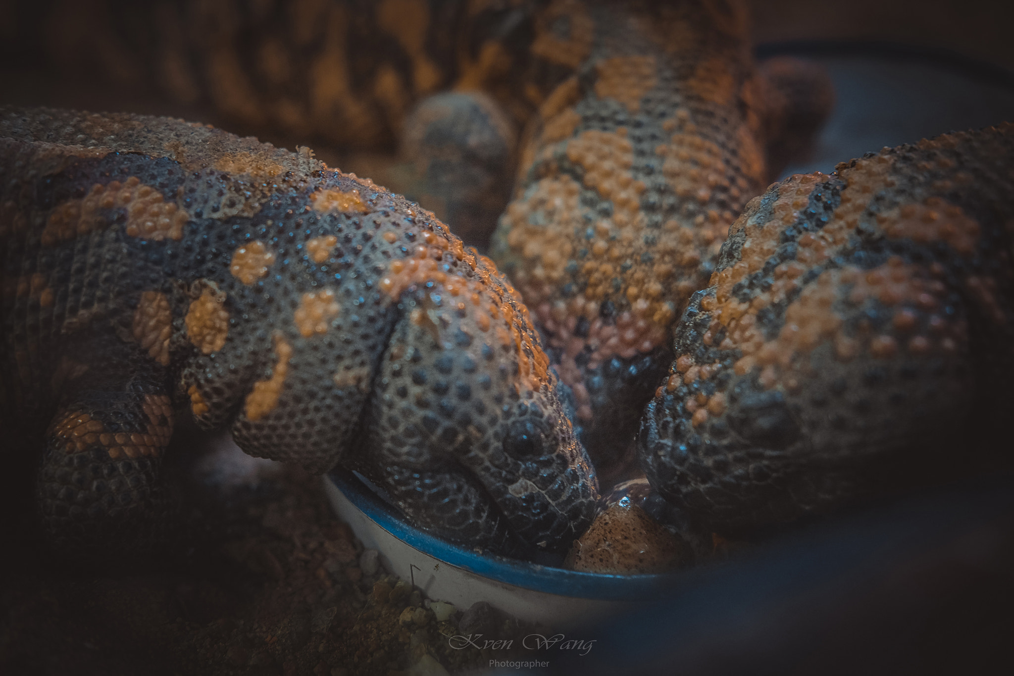 Fujifilm X-T10 + Fujifilm XF 35mm F2 R WR sample photo. Reptile lizard" photography