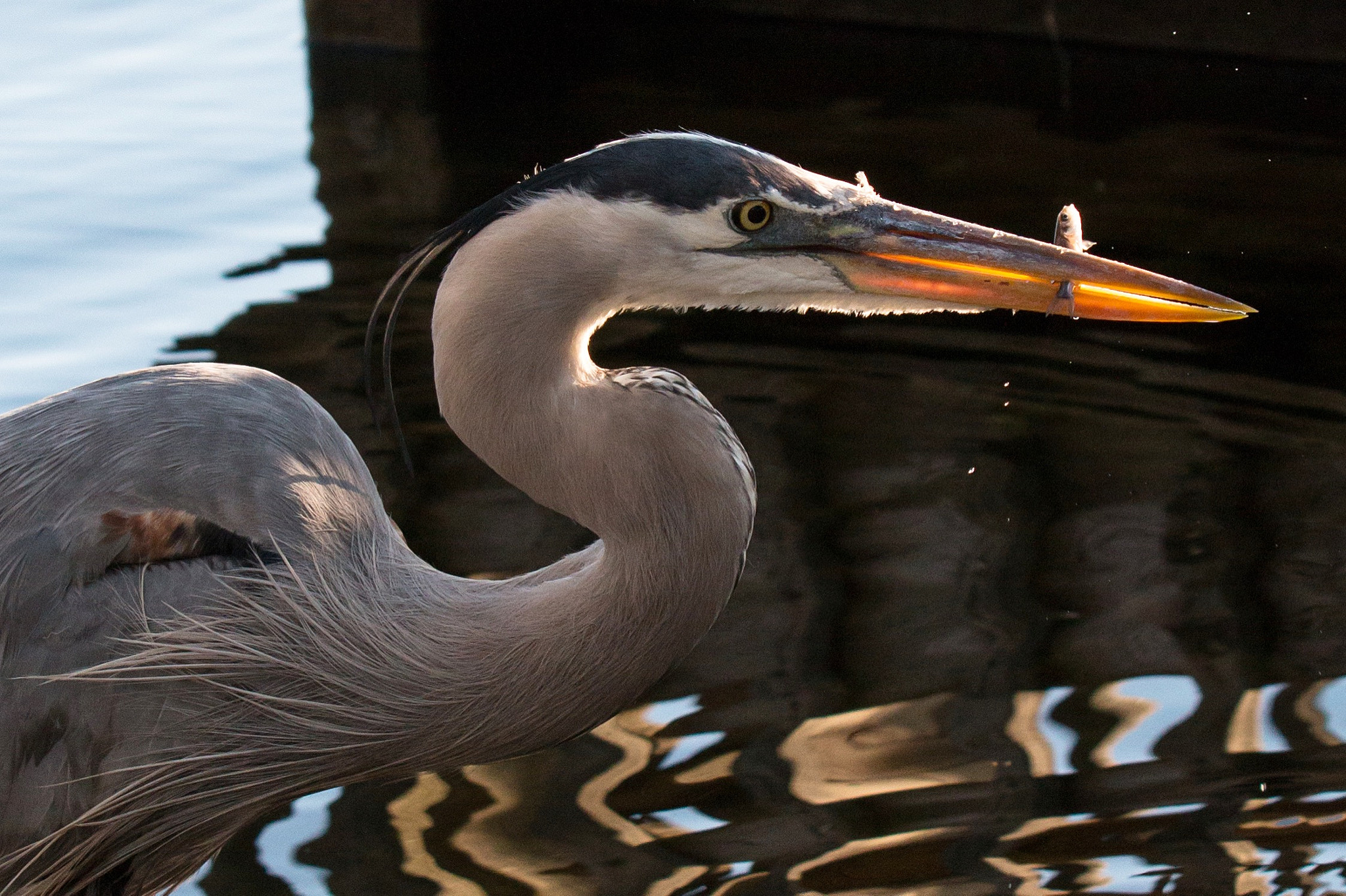 Canon EF 70-200mm F2.8L USM sample photo. Fishing photography