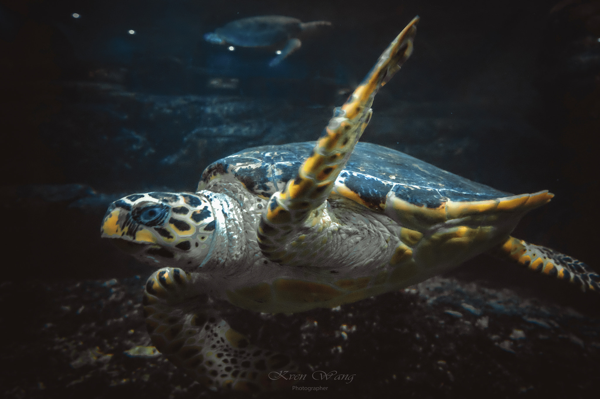 Fujifilm XC 16-50mm F3.5-5.6 OIS II sample photo. Sea turtle photography